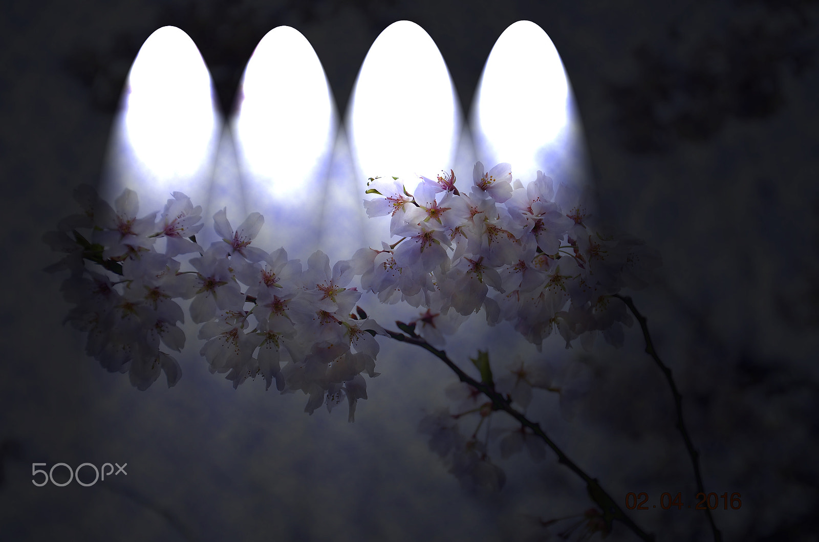 Nikon D5100 + Sigma 18-200mm F3.5-6.3 DC sample photo. Cherry blossoms photography