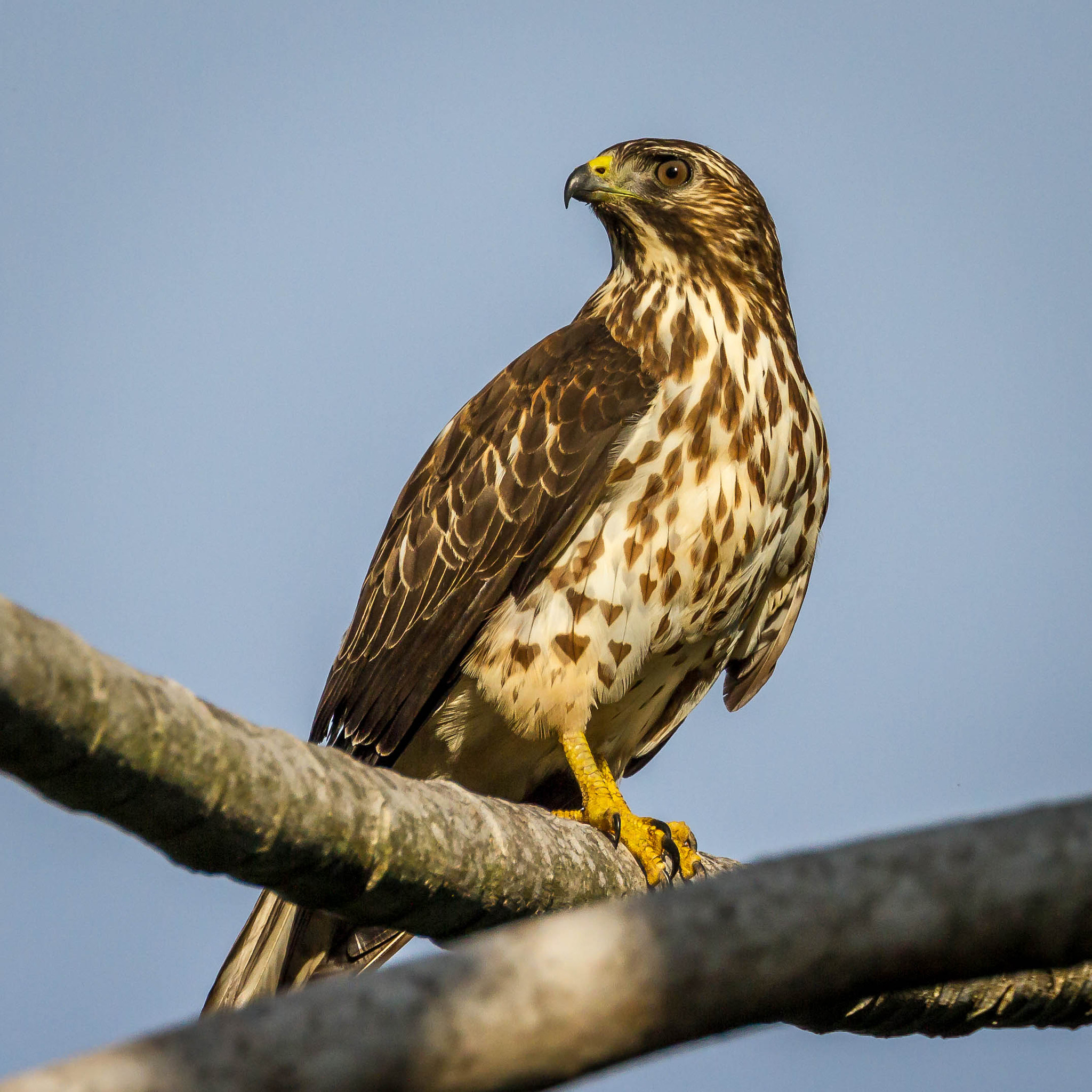 Canon EF 100-400mm F4.5-5.6L IS II USM sample photo. Roadside hawk photography