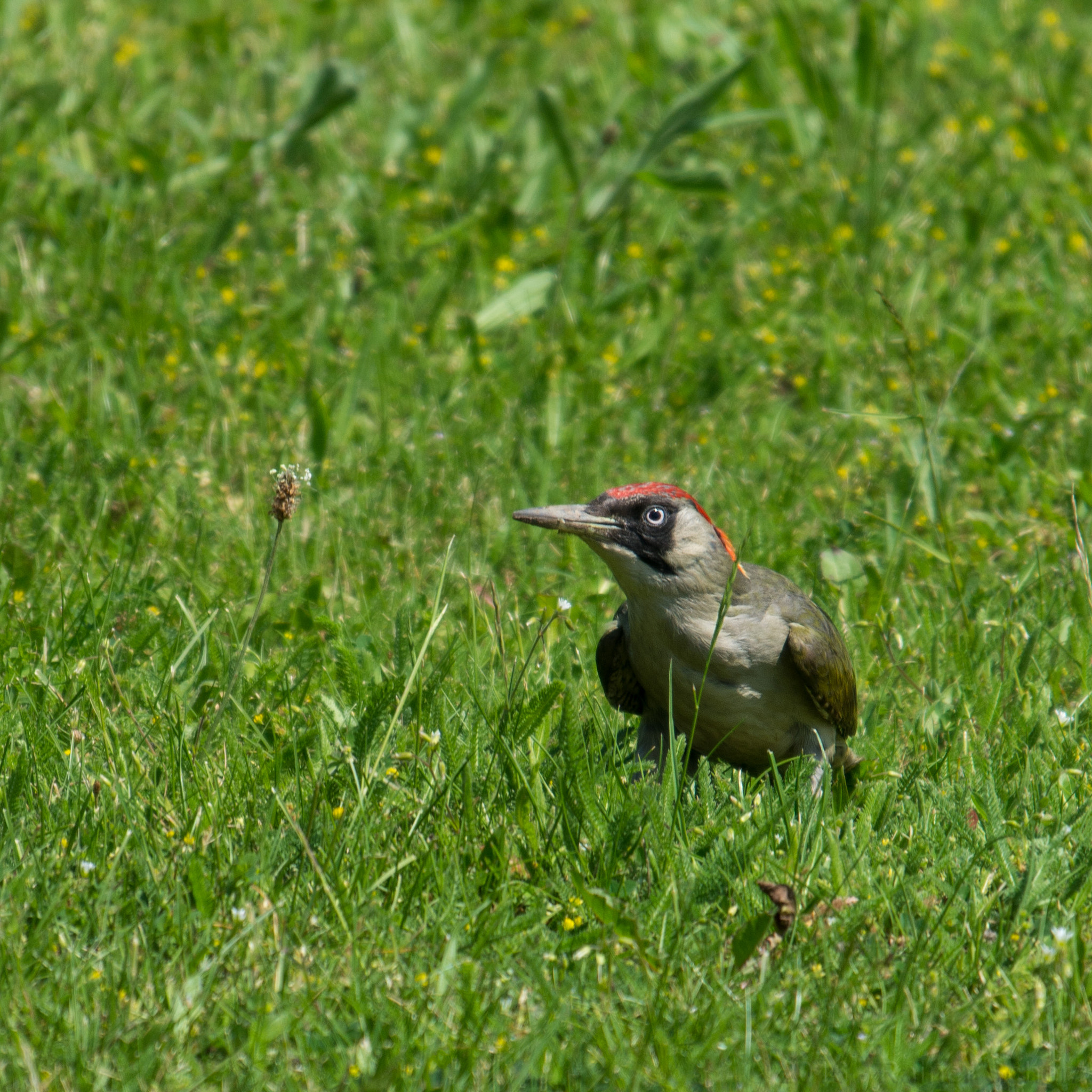 Sigma 120-400mm F4.5-5.6 DG OS HSM sample photo. Woodpecker photography