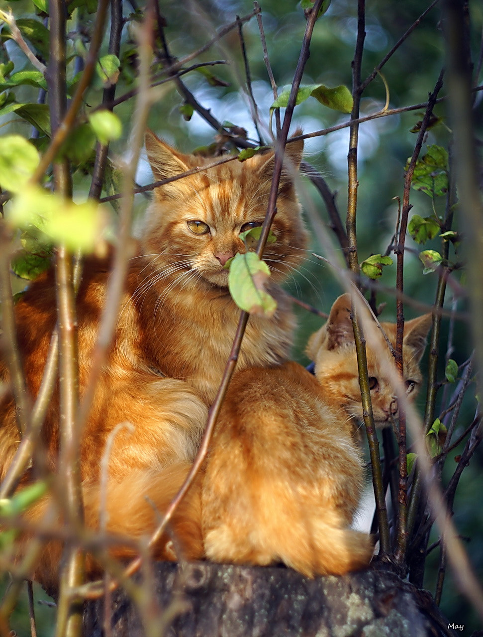 Sony SLT-A65 (SLT-A65V) + Minolta AF 50mm F1.7 sample photo. Ginger cats.. photography