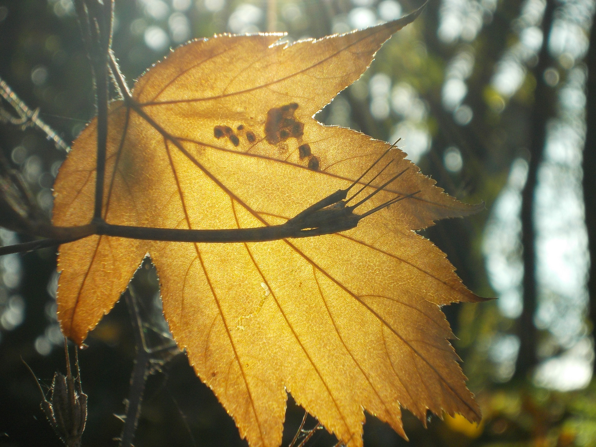 Nikon COOLPIX L25 sample photo. Autumn photography