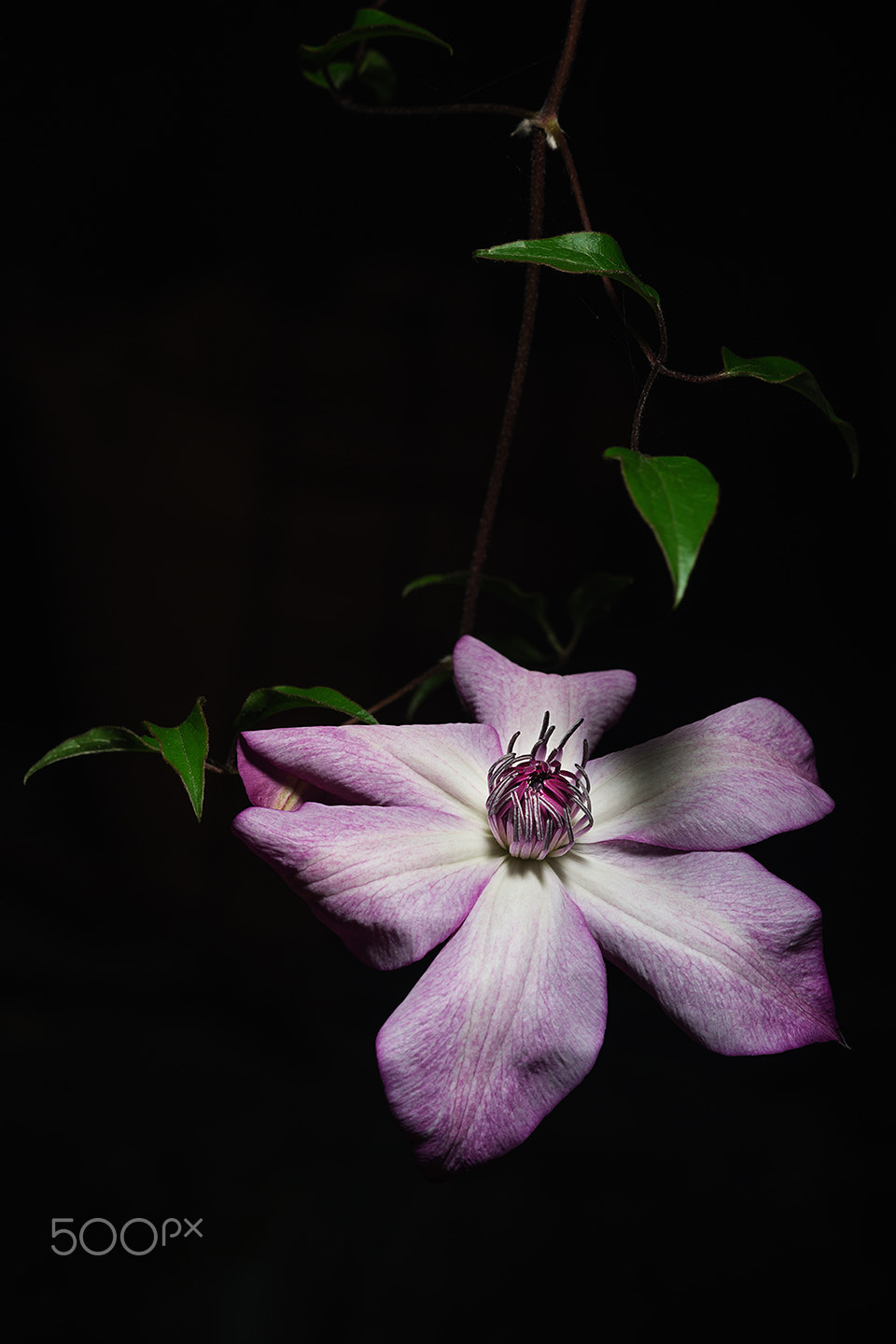 Sony a99 II + Sony 100mm F2.8 Macro sample photo. Clematis"utopia" photography