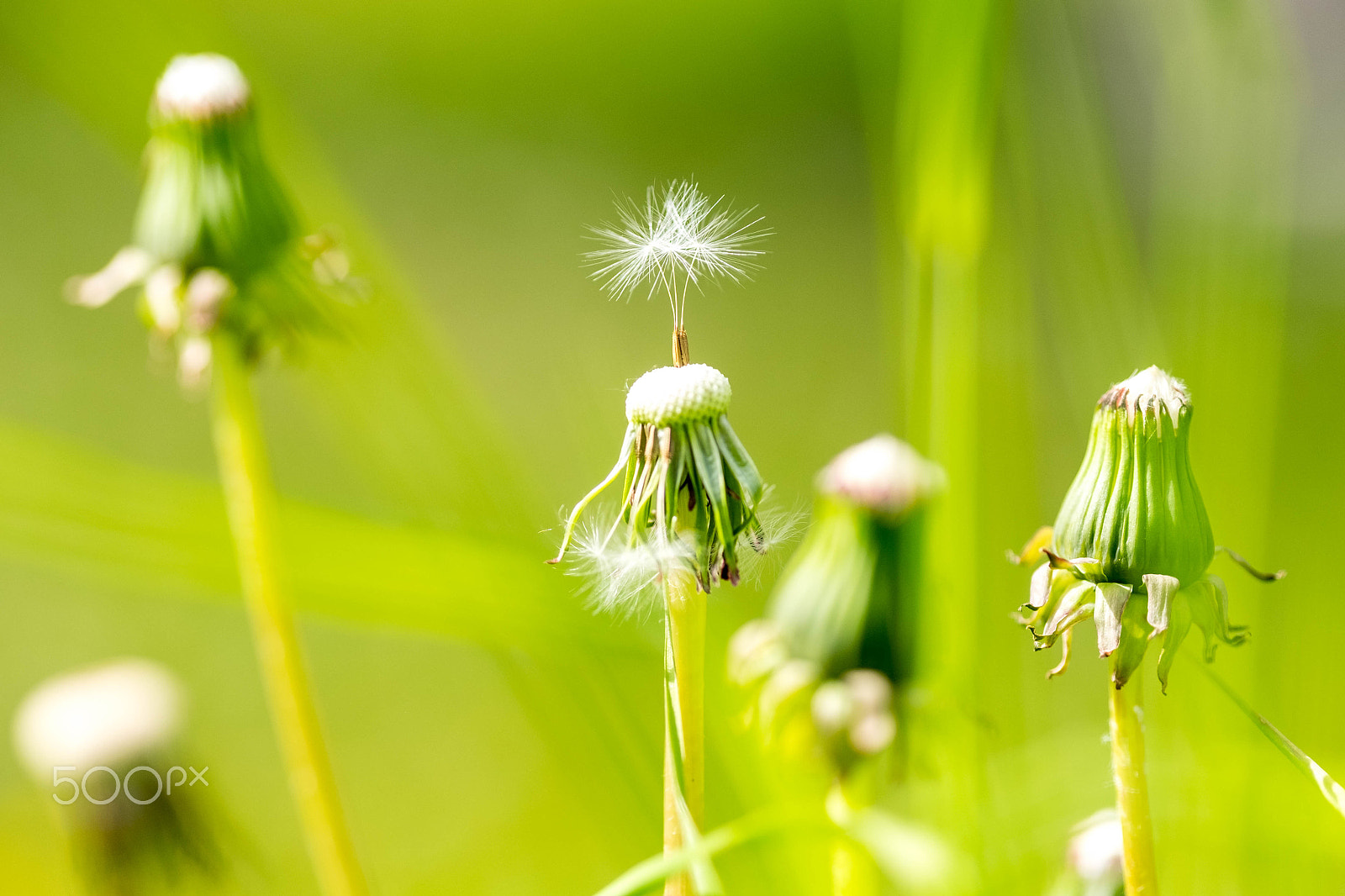 Fujifilm X-E2 + Fujifilm XF 90mm F2 R LM WR sample photo. Bergwiese photography