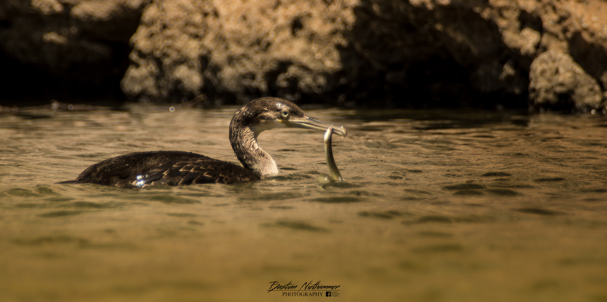 Minolta AF 28-105mm F3.5-4.5 xi sample photo. Kormoran at torrent de pareis photography