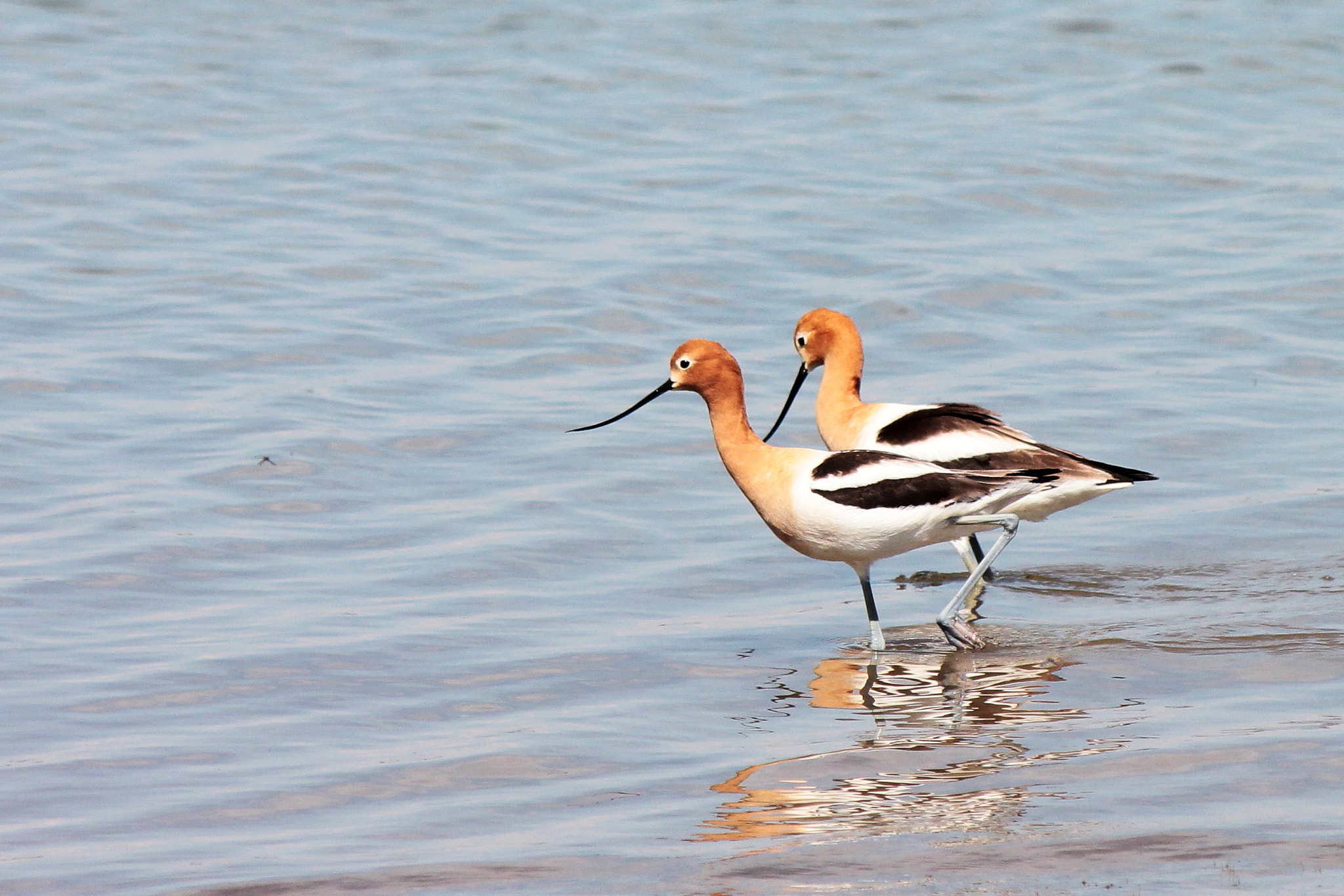Canon EF-S 55-250mm F4-5.6 IS II sample photo. Walk together photography