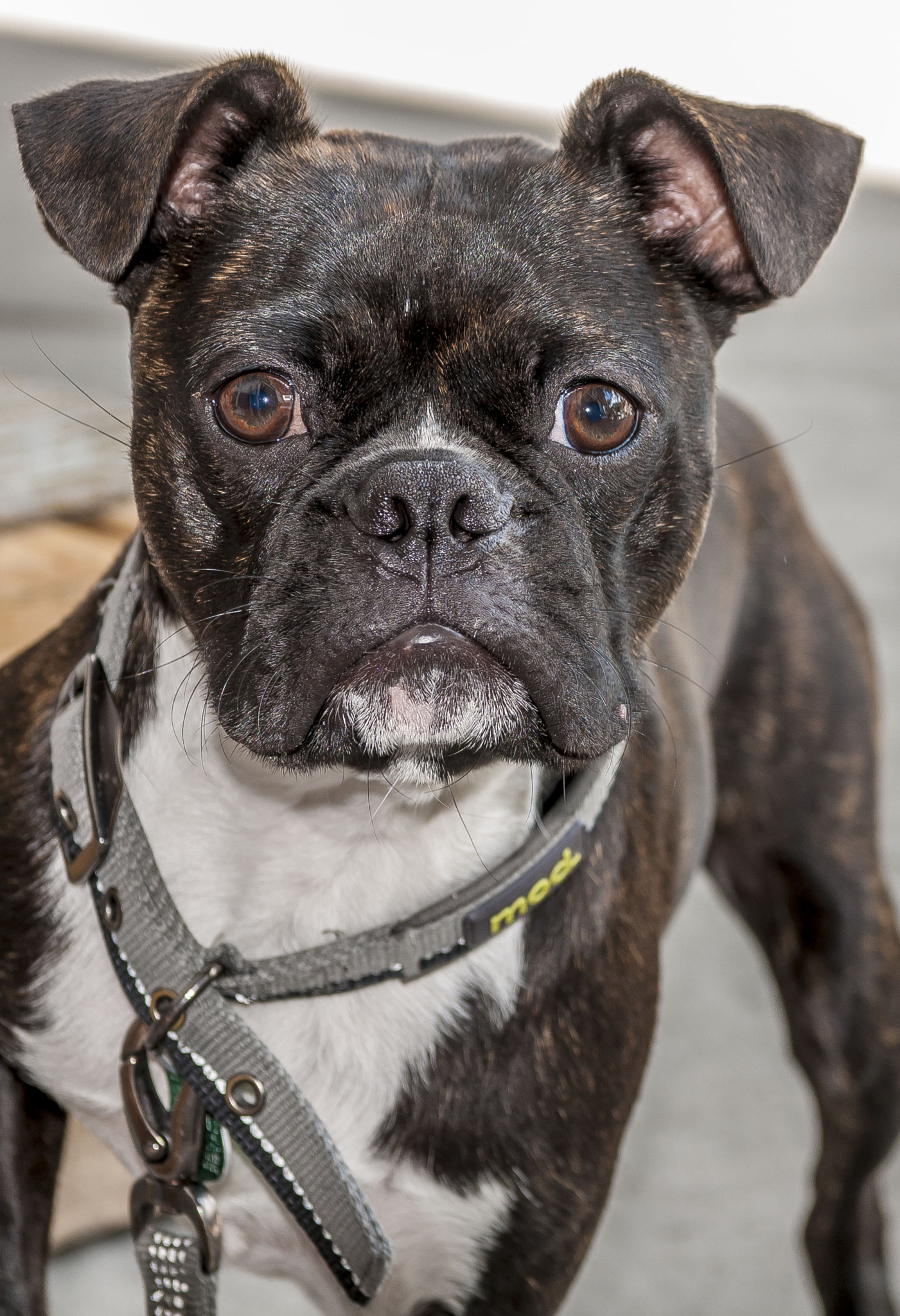 Nikon AF-S Nikkor 28-70mm F2.8 ED-IF sample photo. Interested dog.jpg photography