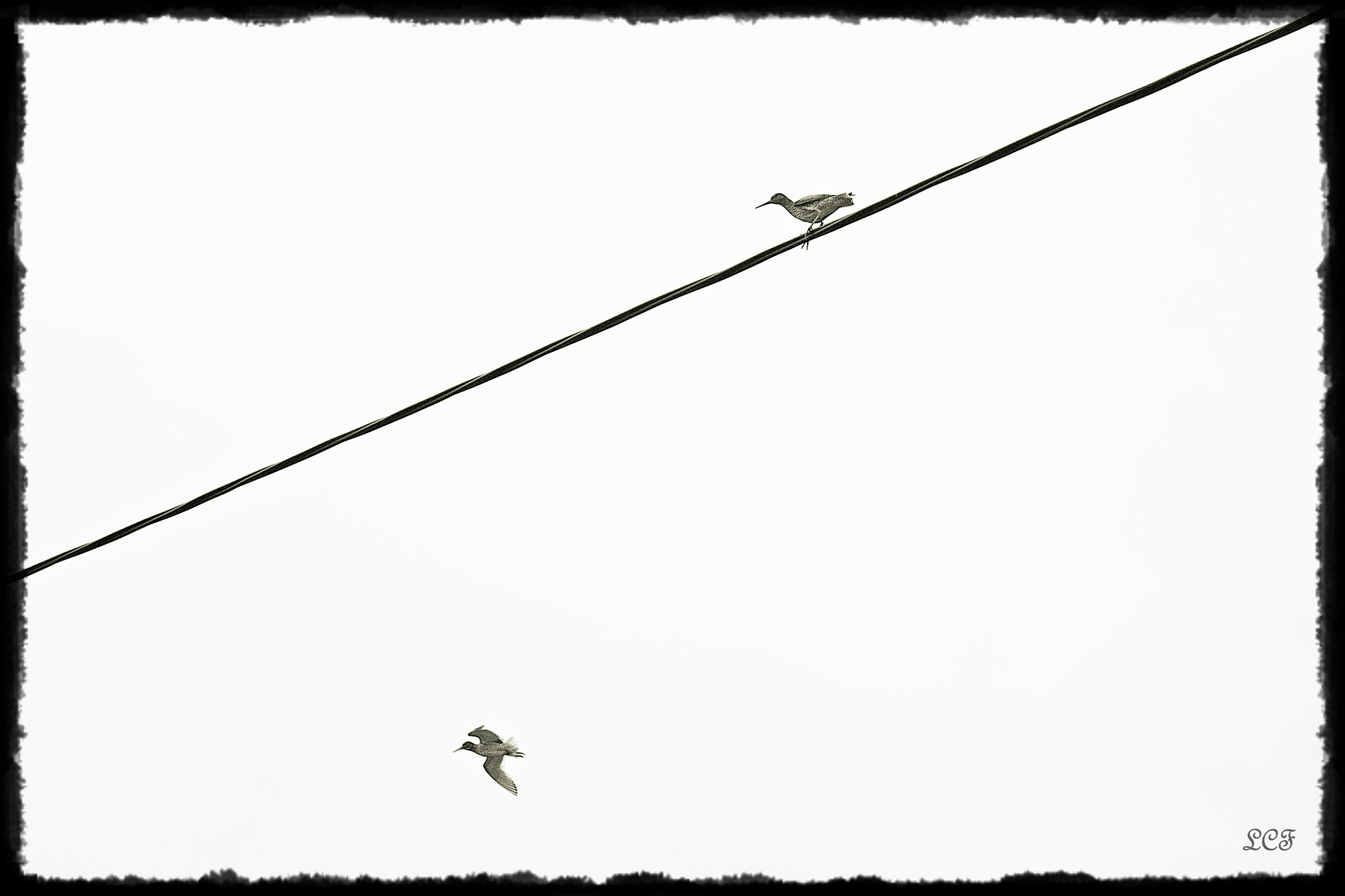 Canon EOS 450D (EOS Rebel XSi / EOS Kiss X2) + Canon EF-S 18-55mm F3.5-5.6 III sample photo. Bird on a wire... photography