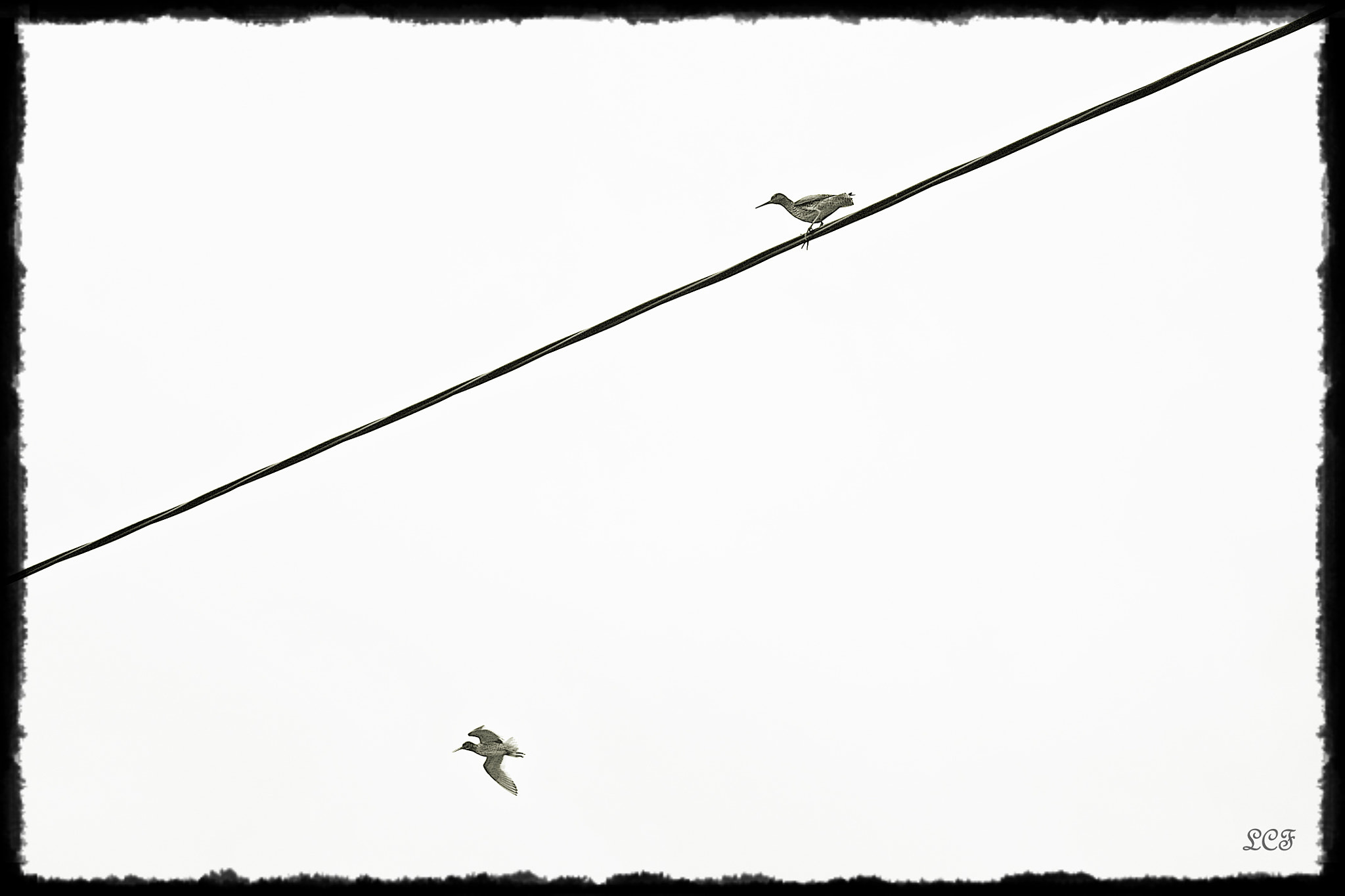 Canon EOS 450D (EOS Rebel XSi / EOS Kiss X2) sample photo. Bird on a wire... photography