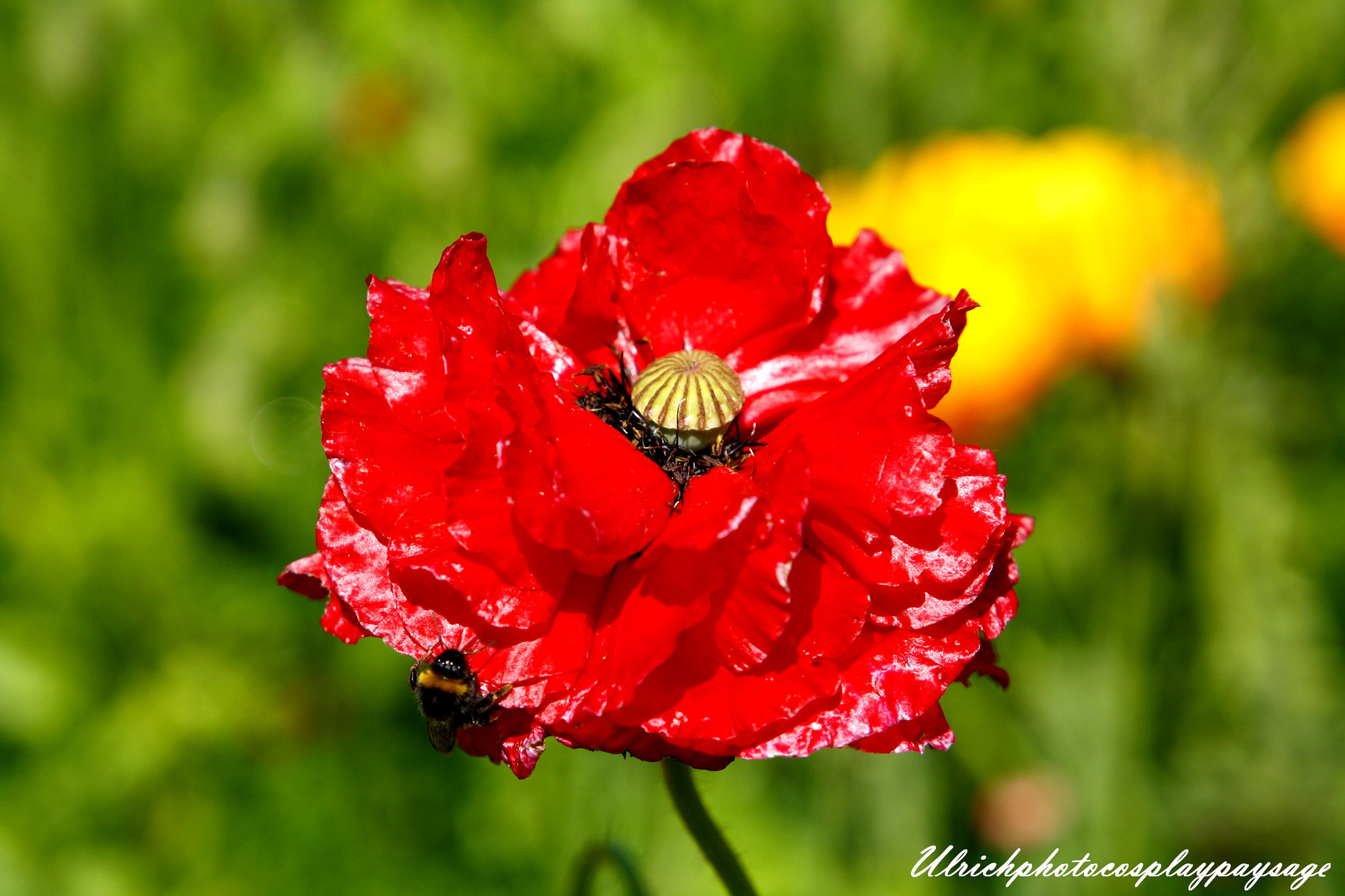 Canon EF 24-105mm F3.5-5.6 IS STM sample photo. Fleur rouge photography