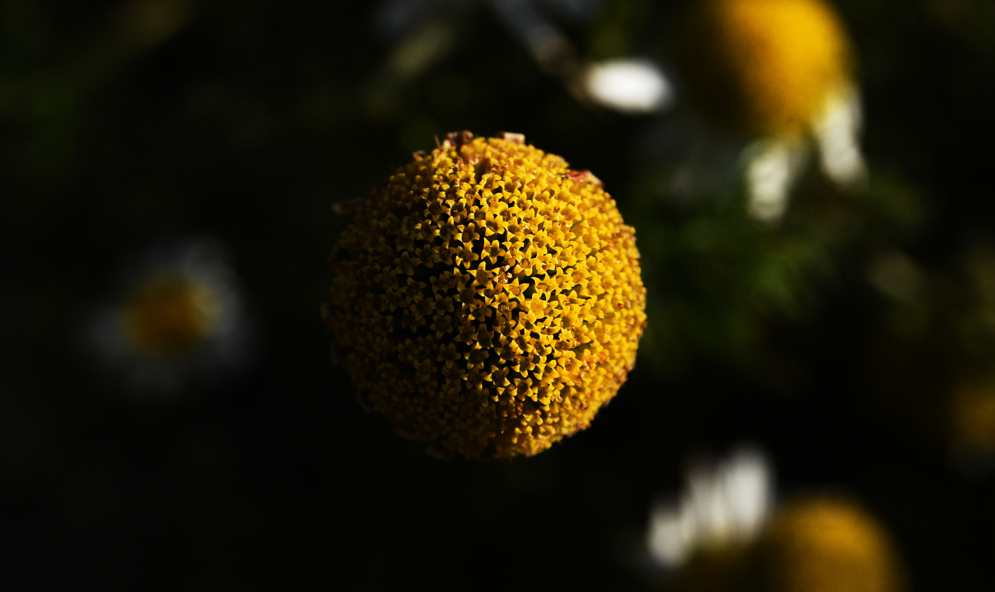 Nikon D7200 + Nikon AF Nikkor 35mm F2D sample photo. Shadow photography