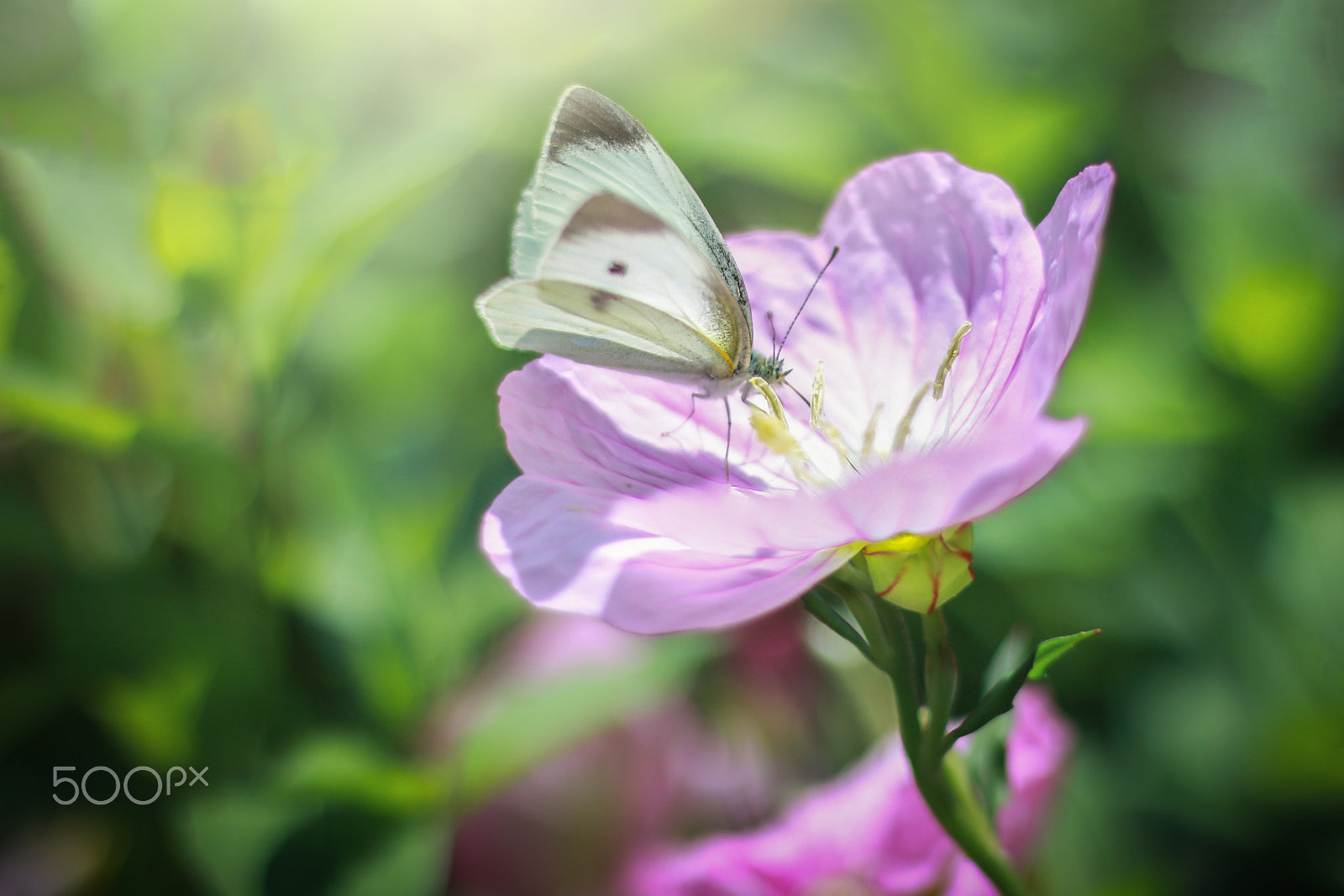 Canon EOS M2 + Canon EF 50mm F1.8 STM sample photo. Butterfly in garden photography