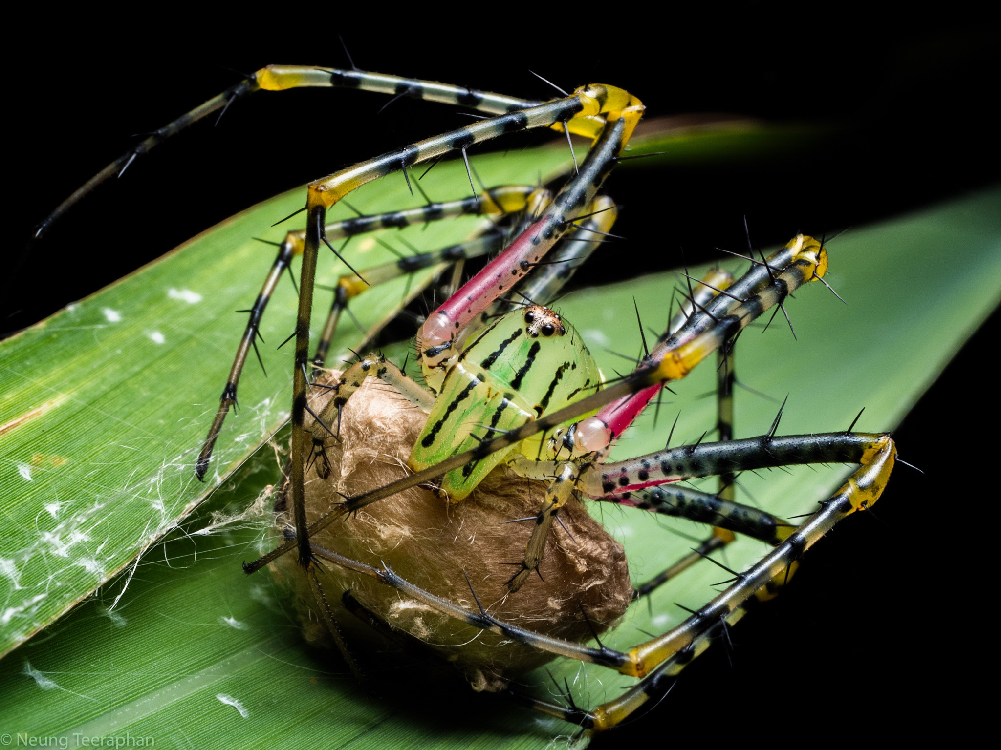 Panasonic Lumix DMC-GX8 + Panasonic Lumix G Macro 30mm F2.8 ASPH Mega OIS sample photo. Spider roadster eggs photography