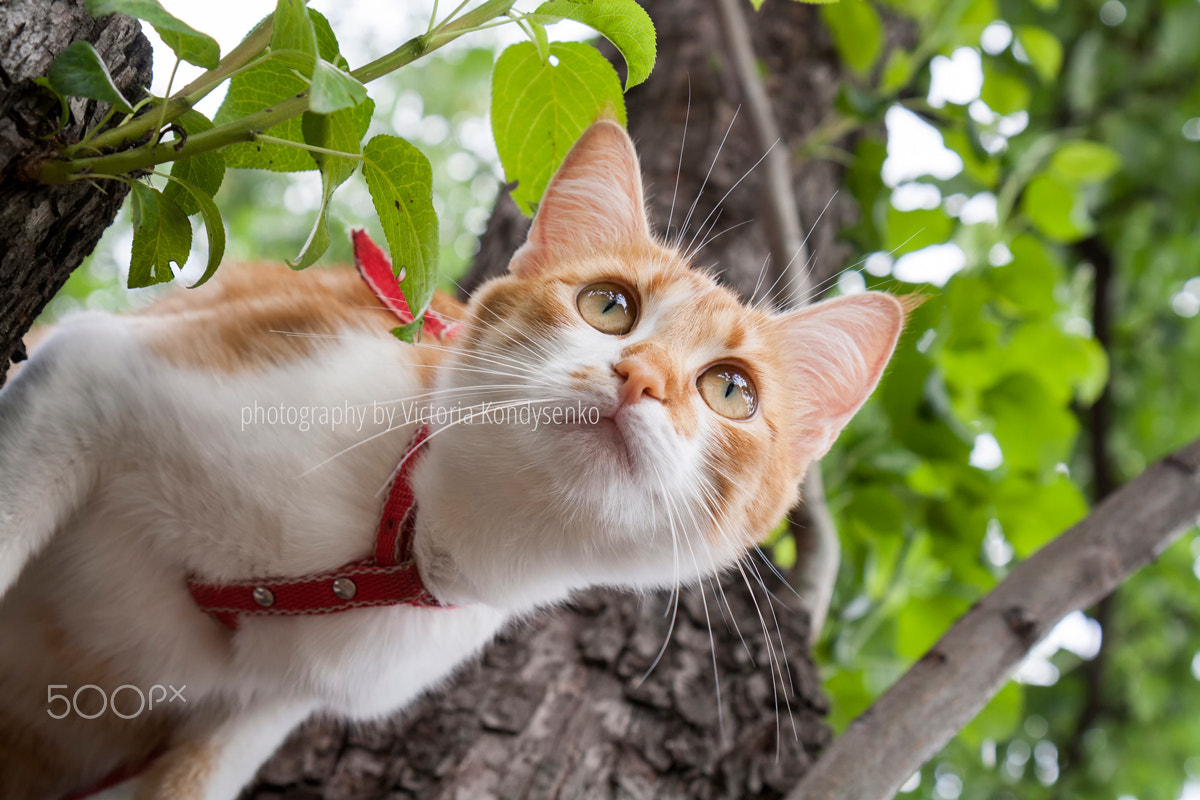Canon EOS 1000D (EOS Digital Rebel XS / EOS Kiss F) sample photo. Cute white and red white-red cat in red collar photography