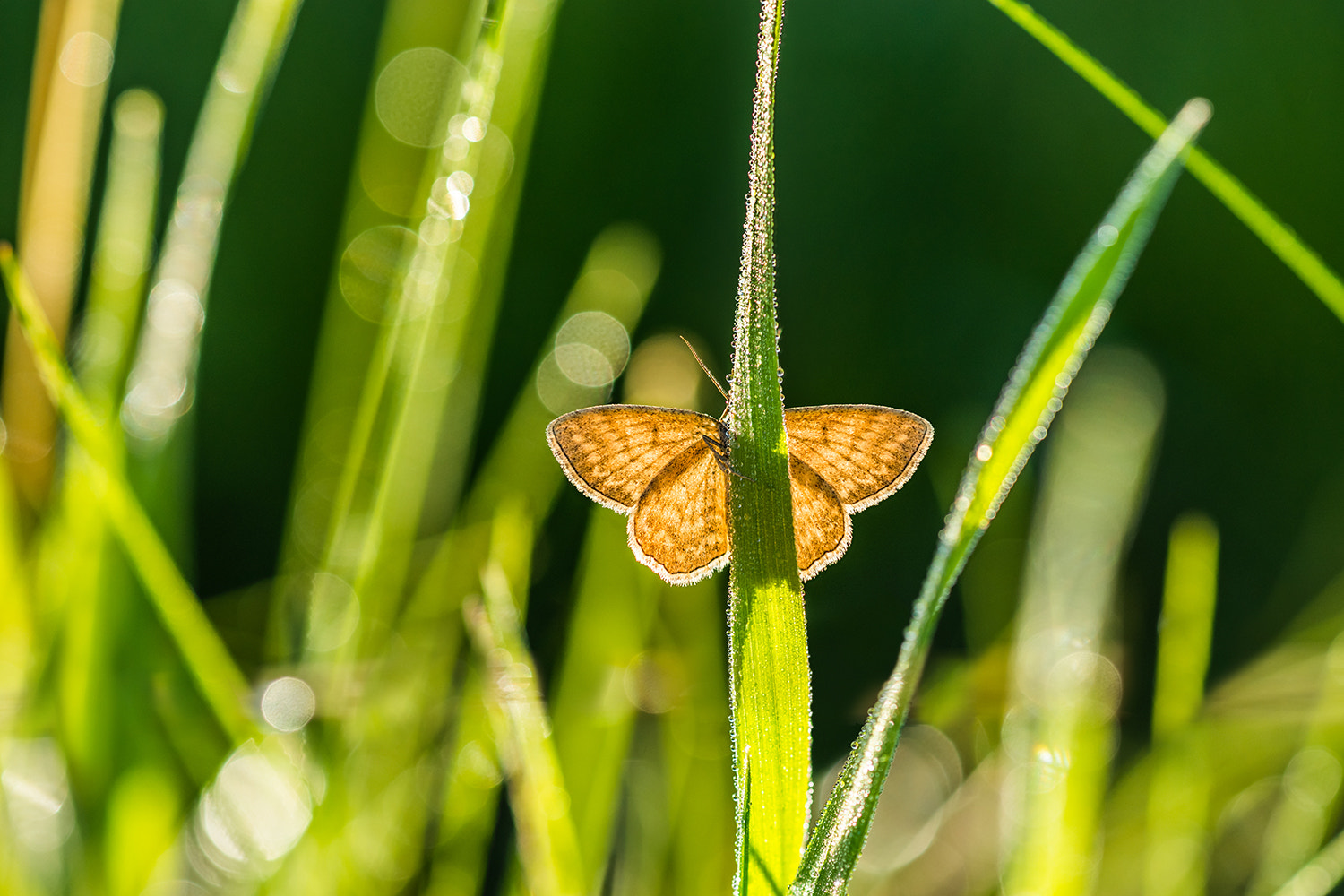 Sony a99 II + Sony 100mm F2.8 Macro sample photo. * photography