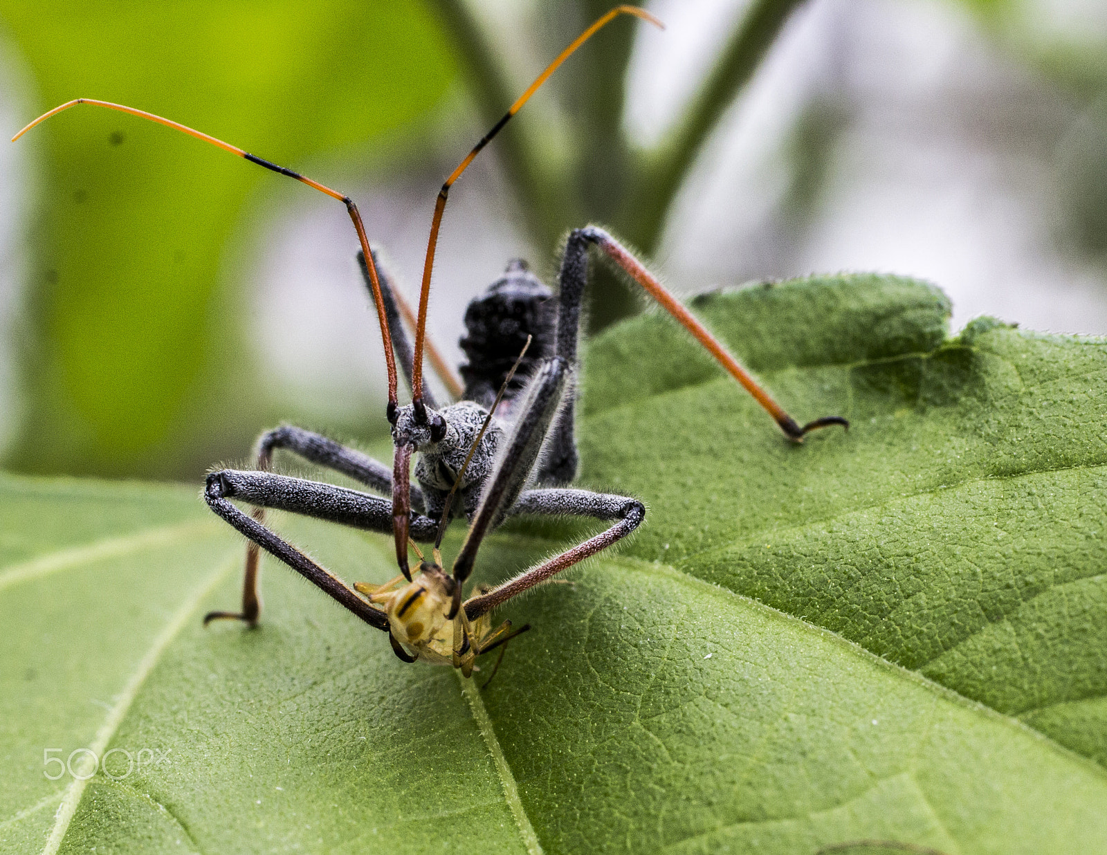 Canon EF 50mm F2.5 Macro sample photo. Assassin bug eating photography