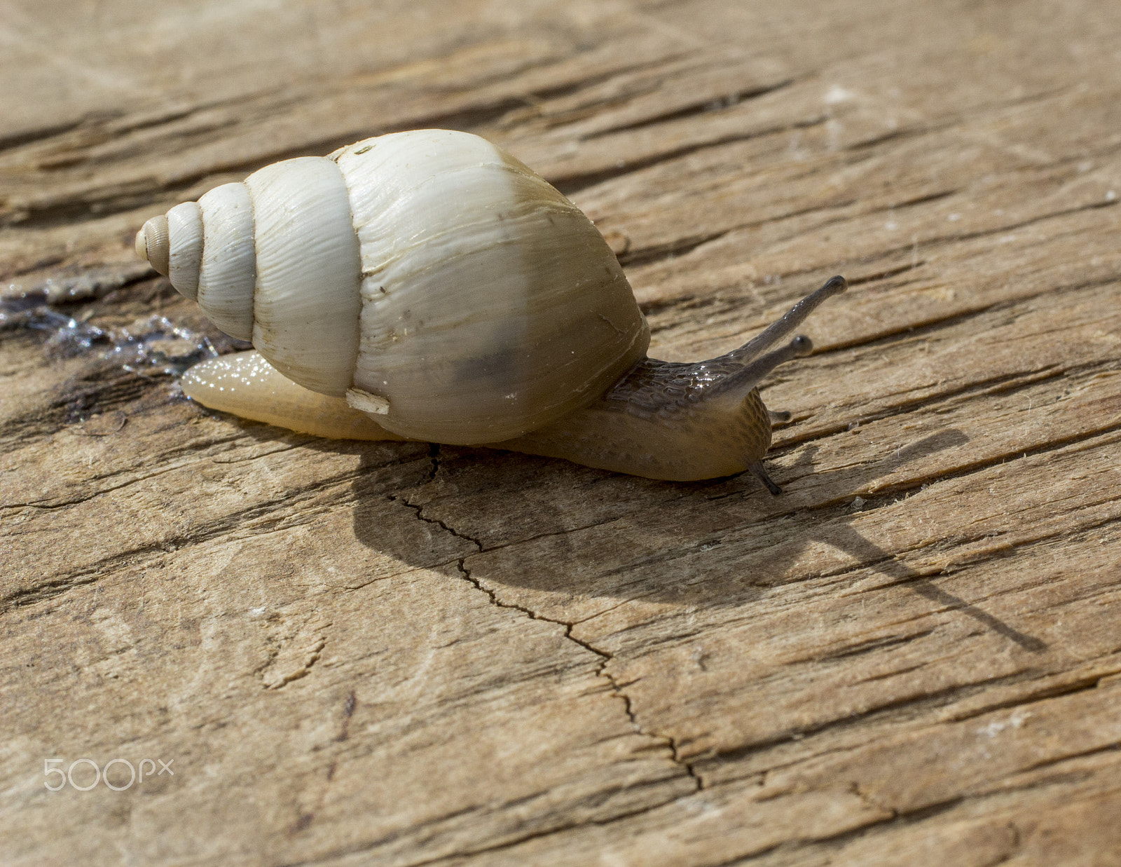Canon EF 50mm F2.5 Macro sample photo. Slithery snail photography