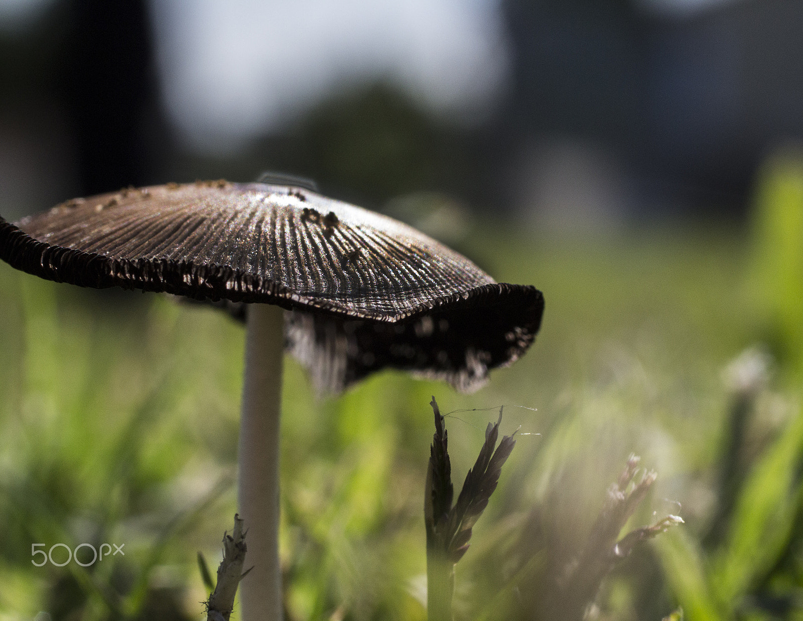 Canon EF 50mm F2.5 Macro sample photo. Fun guy photography