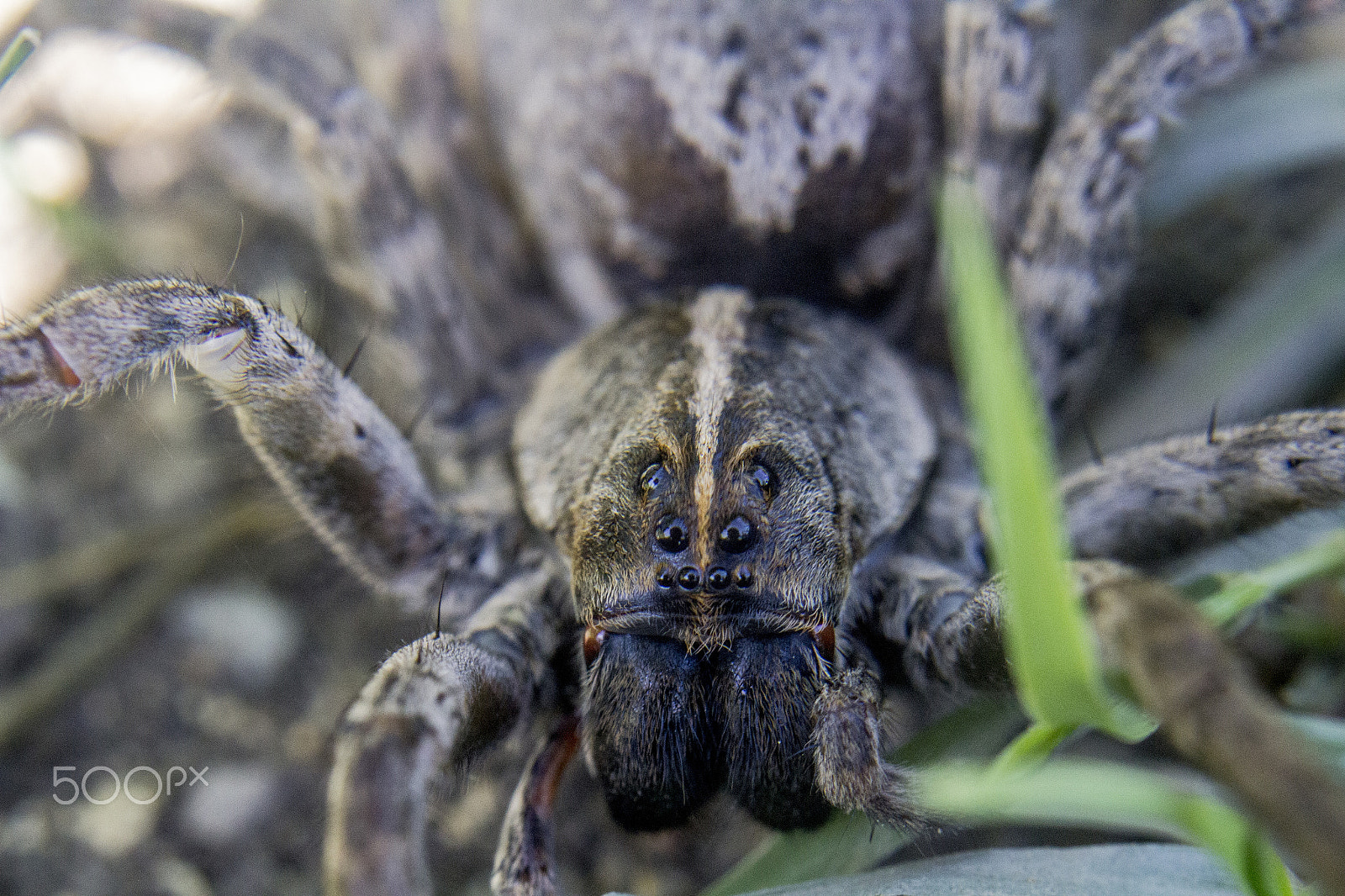 Canon EF 50mm F2.5 Macro sample photo. Unsettling portrait photography