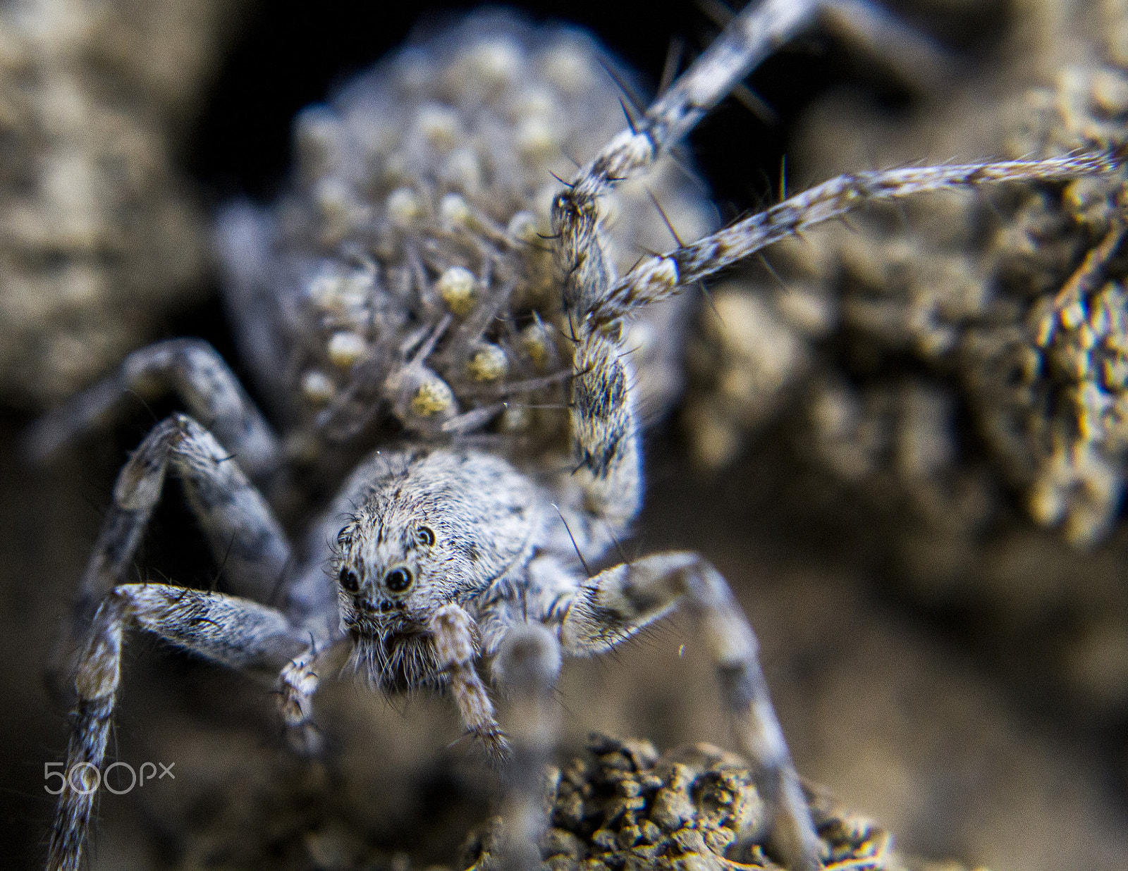 Canon EF 50mm F2.5 Macro sample photo. Momma spider photography
