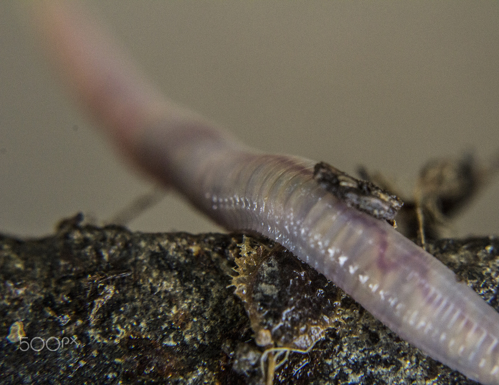 Canon EF 50mm F2.5 Macro sample photo. Worm photography