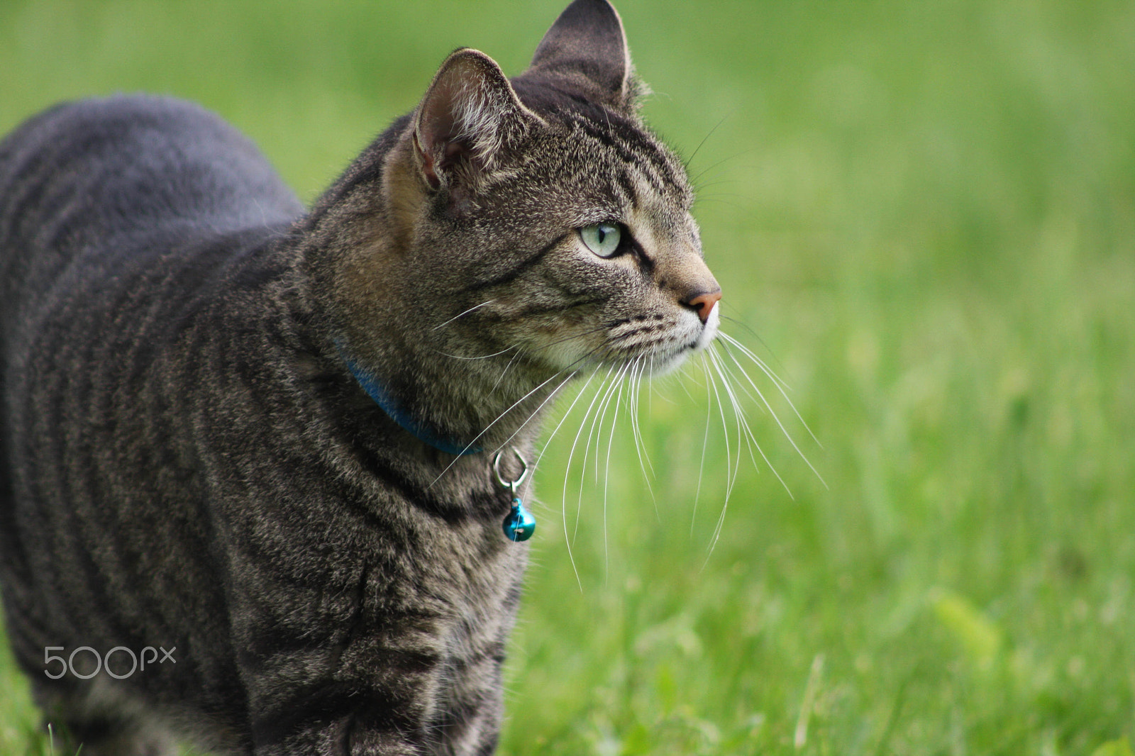 Canon EOS 40D + EF75-300mm f/4-5.6 sample photo. 05-26-2016-8.jpg photography
