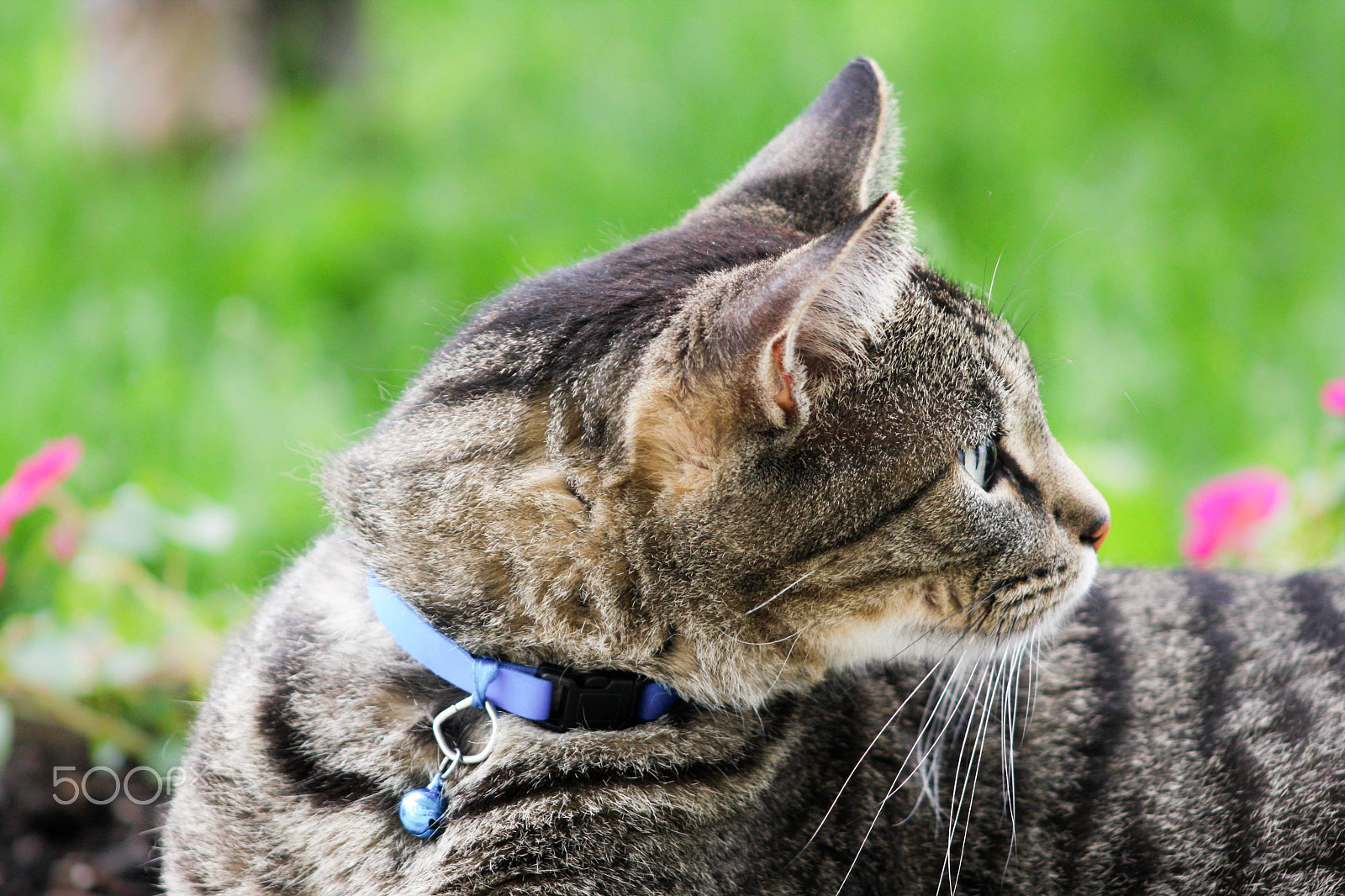 Canon EOS 40D + EF75-300mm f/4-5.6 sample photo. 05-26-2016-14.jpg photography