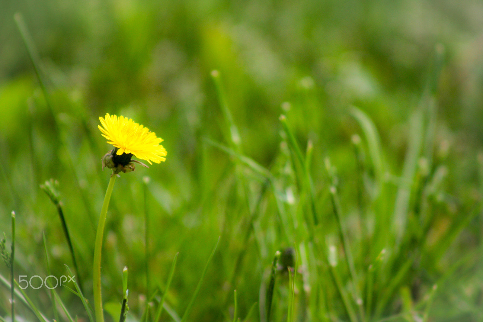 Canon EOS 40D + EF75-300mm f/4-5.6 sample photo. A spot of yellow photography