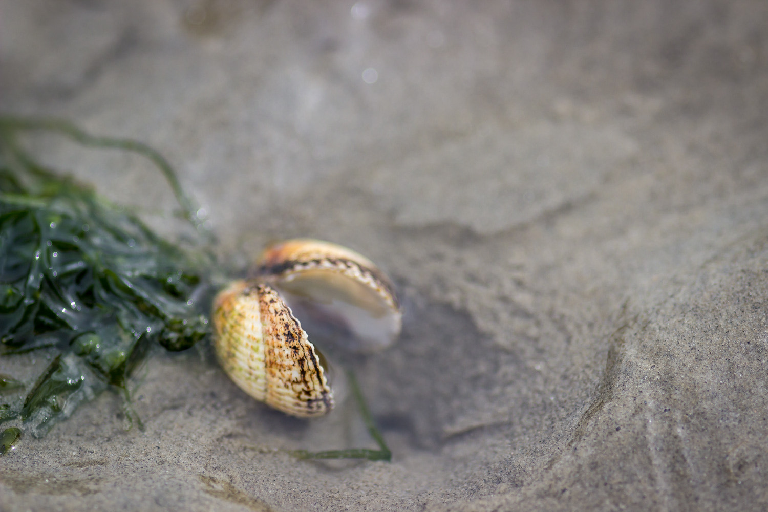 Canon EOS 600D (Rebel EOS T3i / EOS Kiss X5) + Sigma 105mm F2.8 EX DG Macro sample photo. Muschel im watt photography