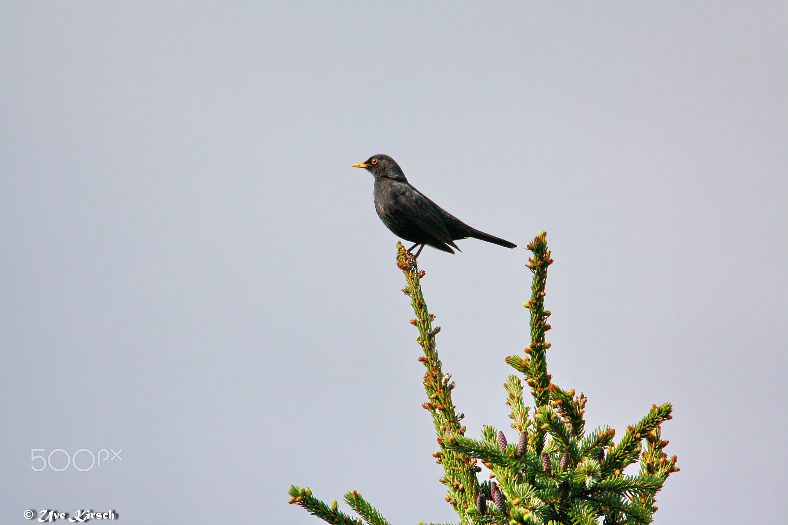 Sigma 150-500mm F5-6.3 DG OS HSM sample photo. I'm on top of the world photography