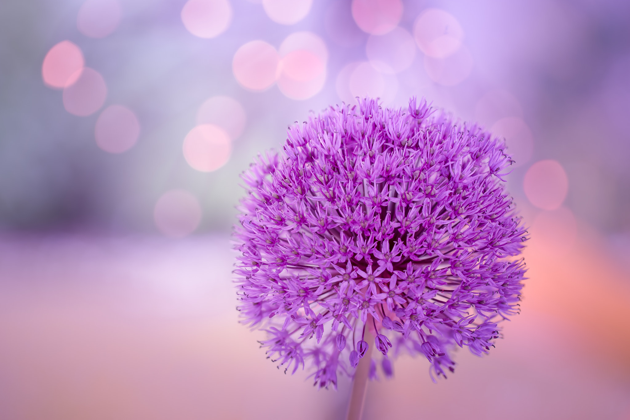 100mm F2.8 G SSM OSS sample photo. ***floral planet*** photography