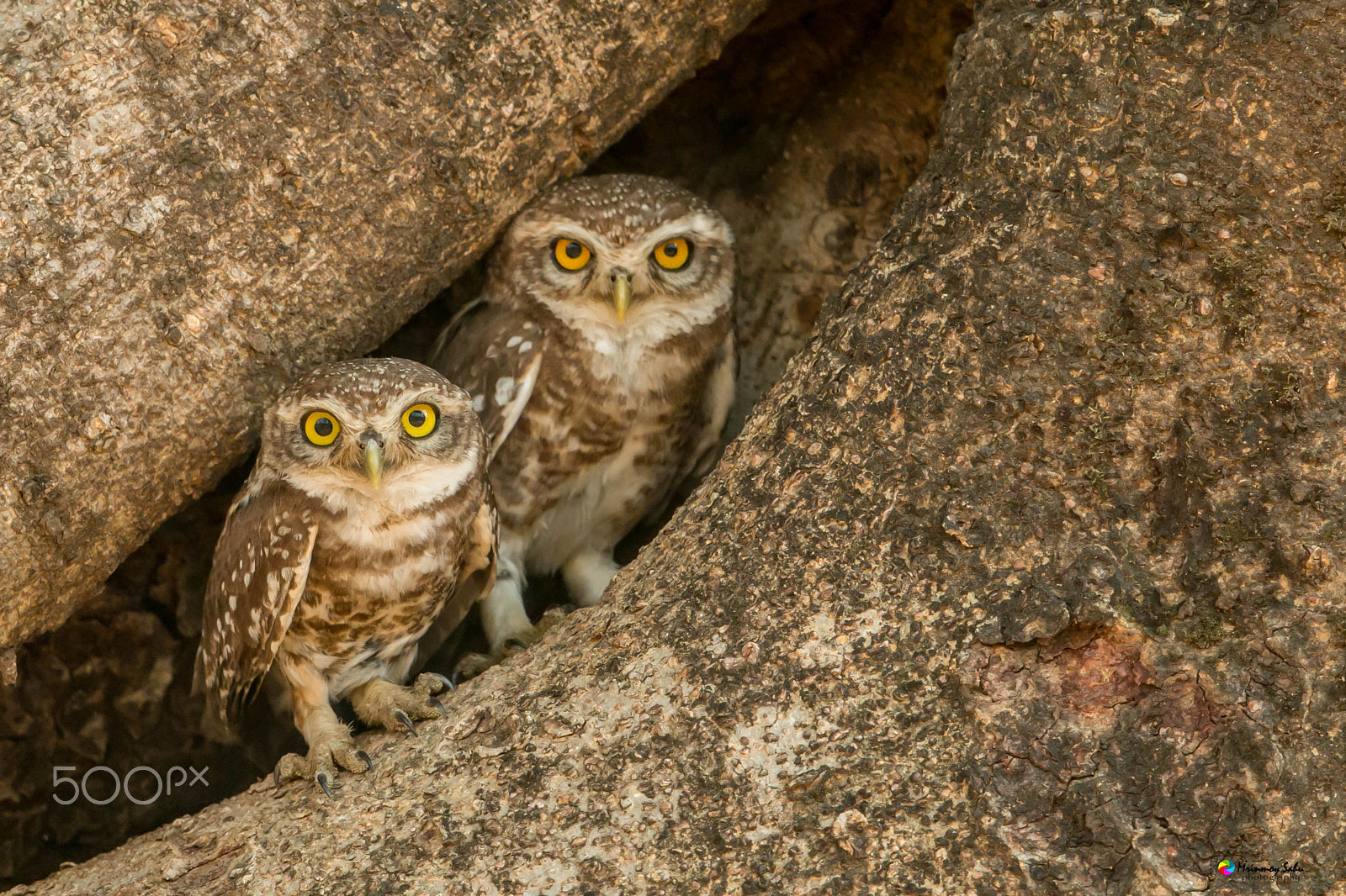 Canon EOS 70D + Canon EF 500mm F4L IS II USM sample photo. Spotted owlet photography