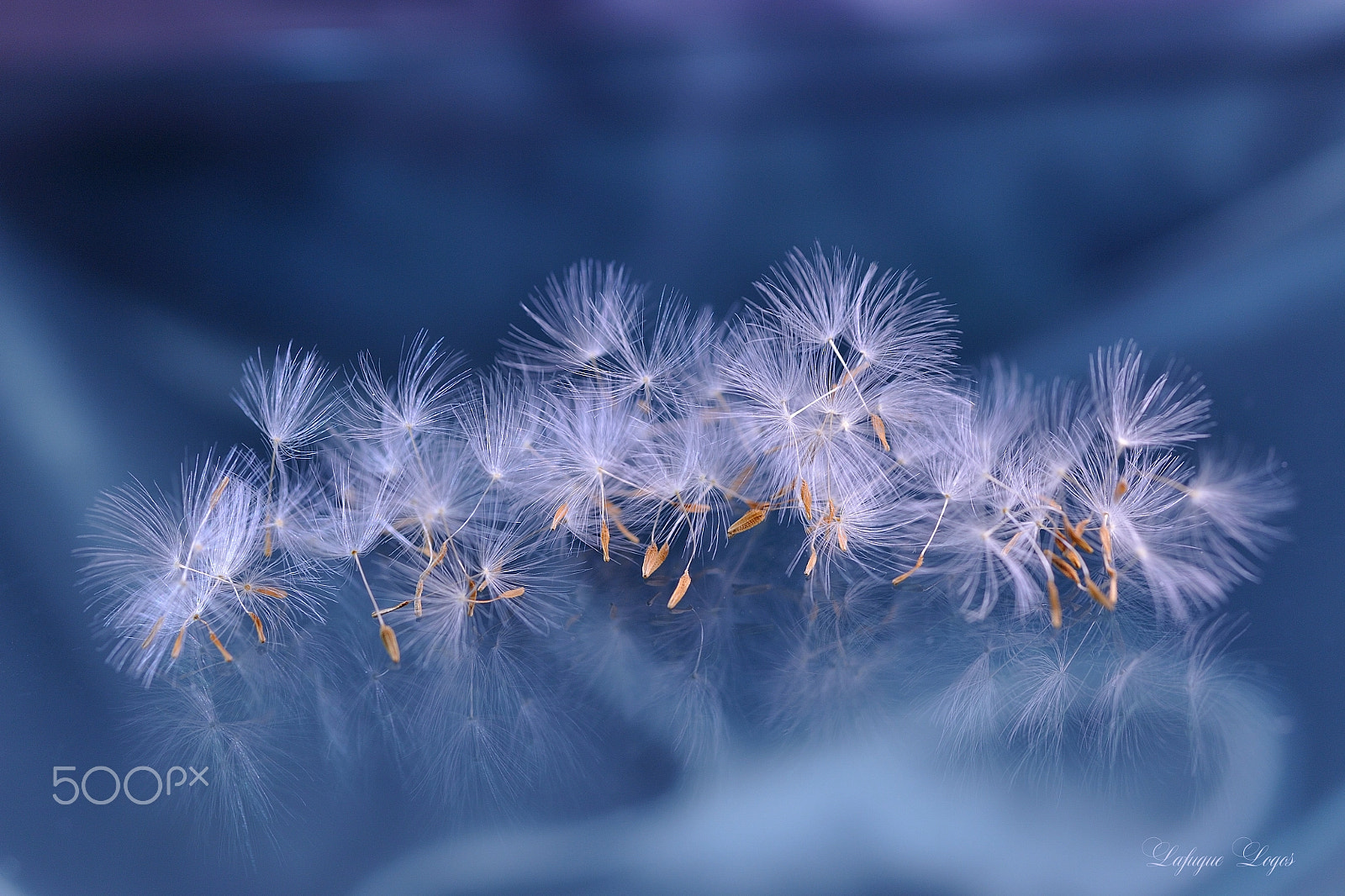 Nikon D700 + Sigma 50mm F2.8 EX DG Macro sample photo. Rite of spring photography