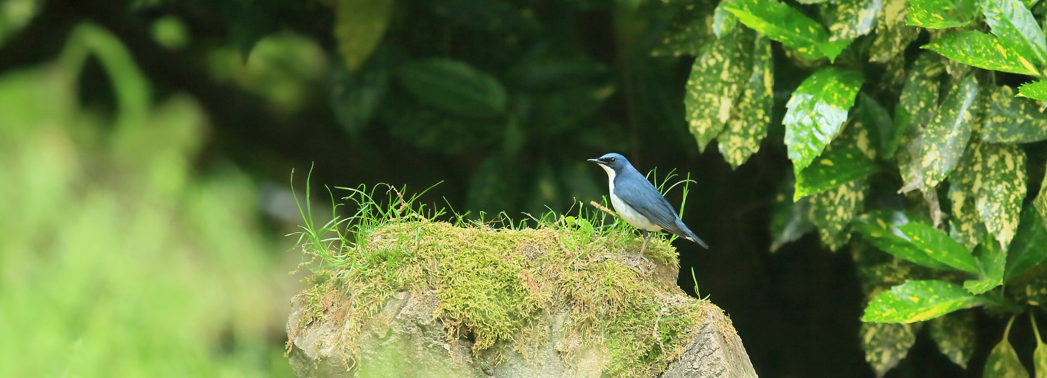 Canon EF 400mm F2.8L IS II USM sample photo. コルリ   探して− photography