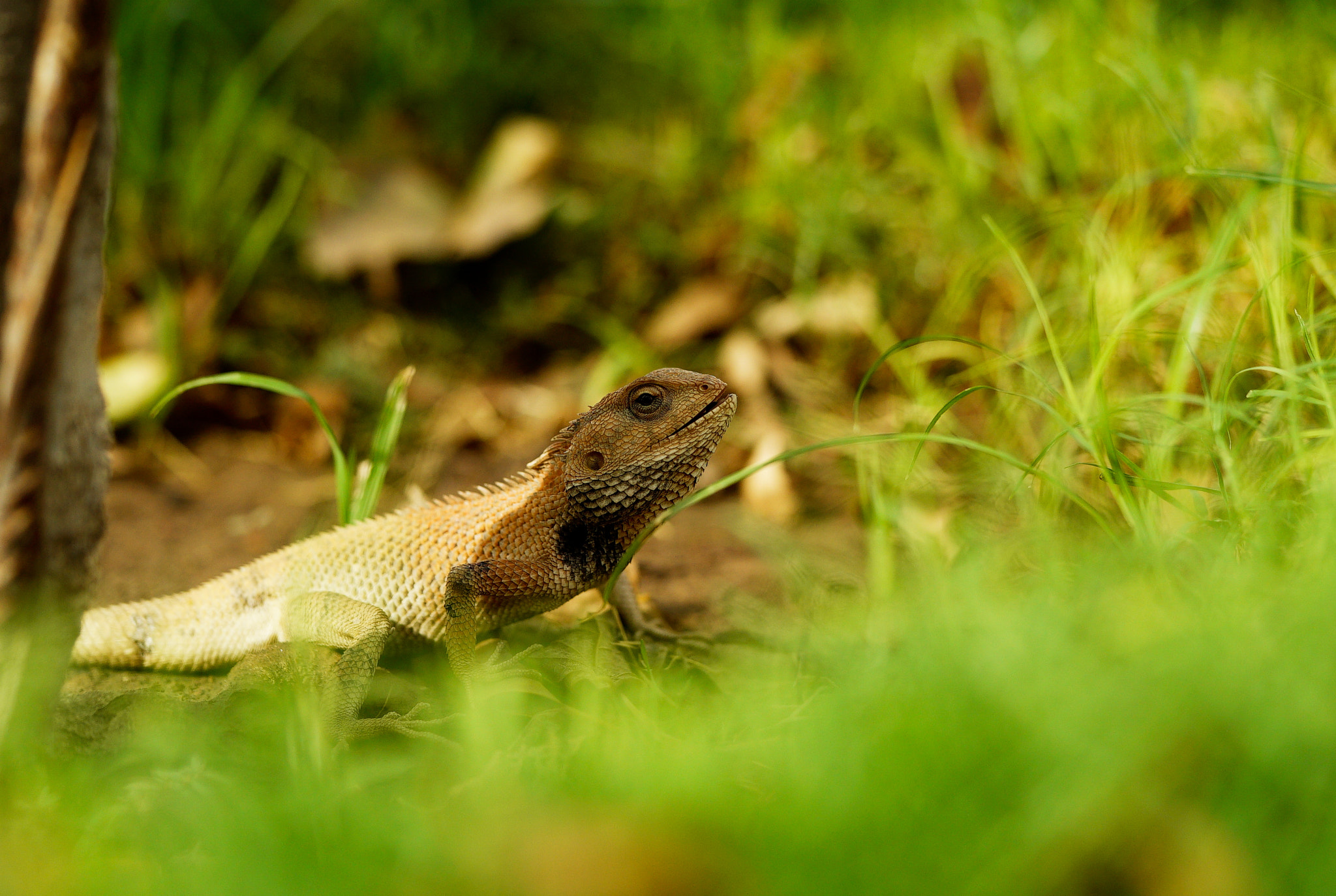 Sony a7S sample photo. Lizard photography