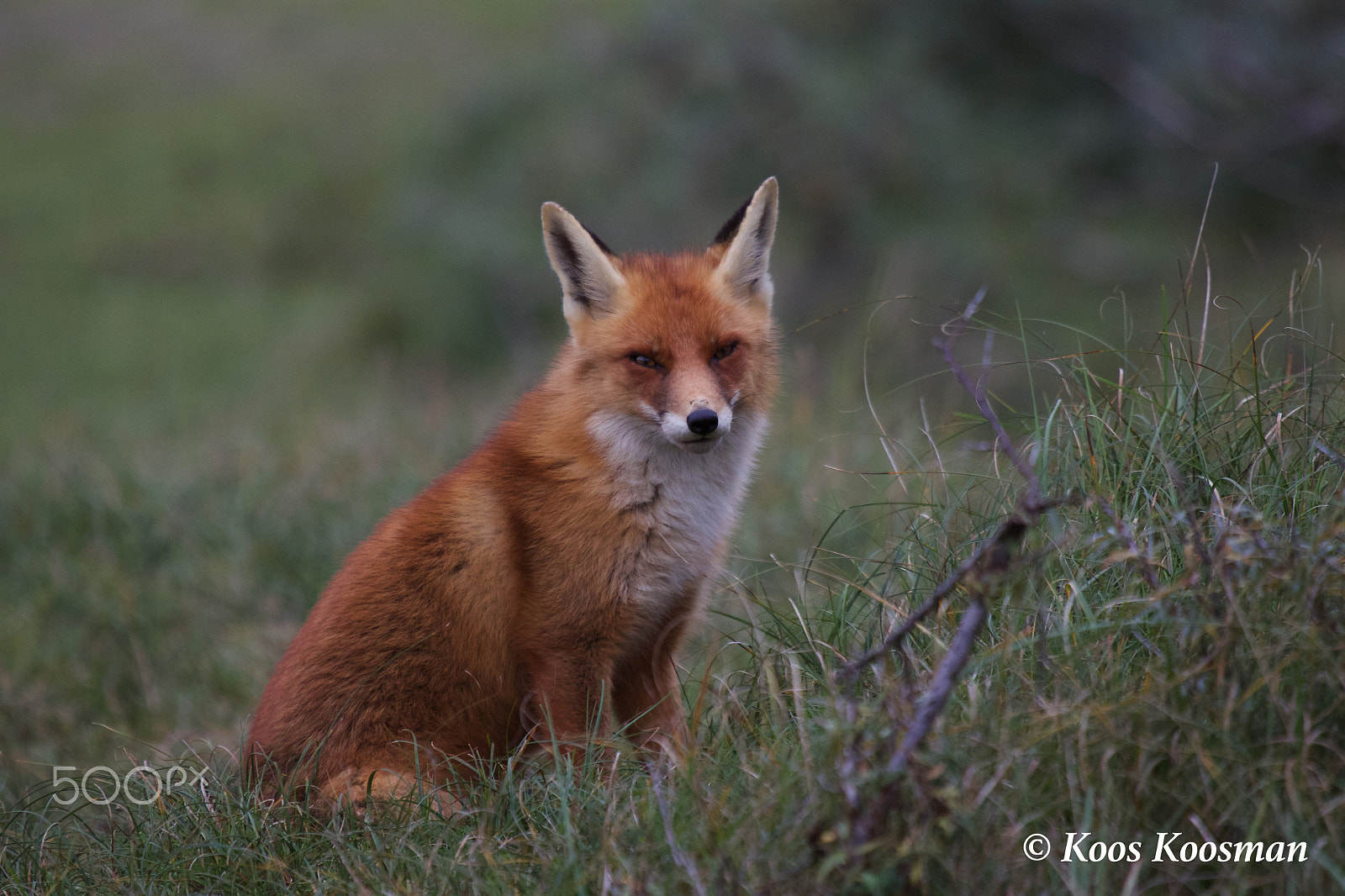 Canon EF 100-400mm F4.5-5.6L IS USM sample photo. Reynard the fox photography