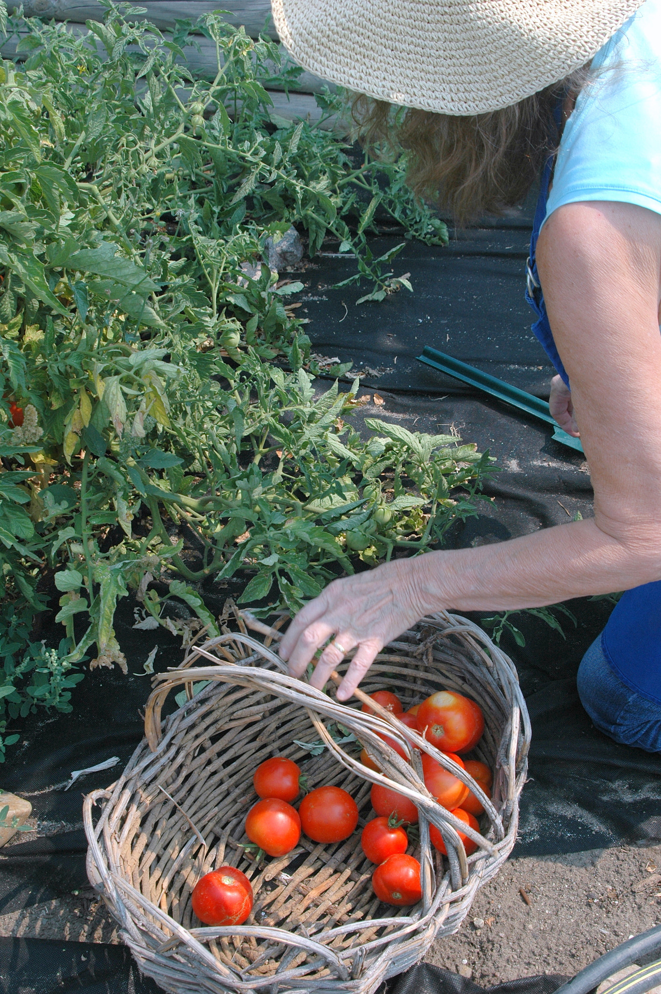 Nikon D70 sample photo. Organic tomatoes. photography