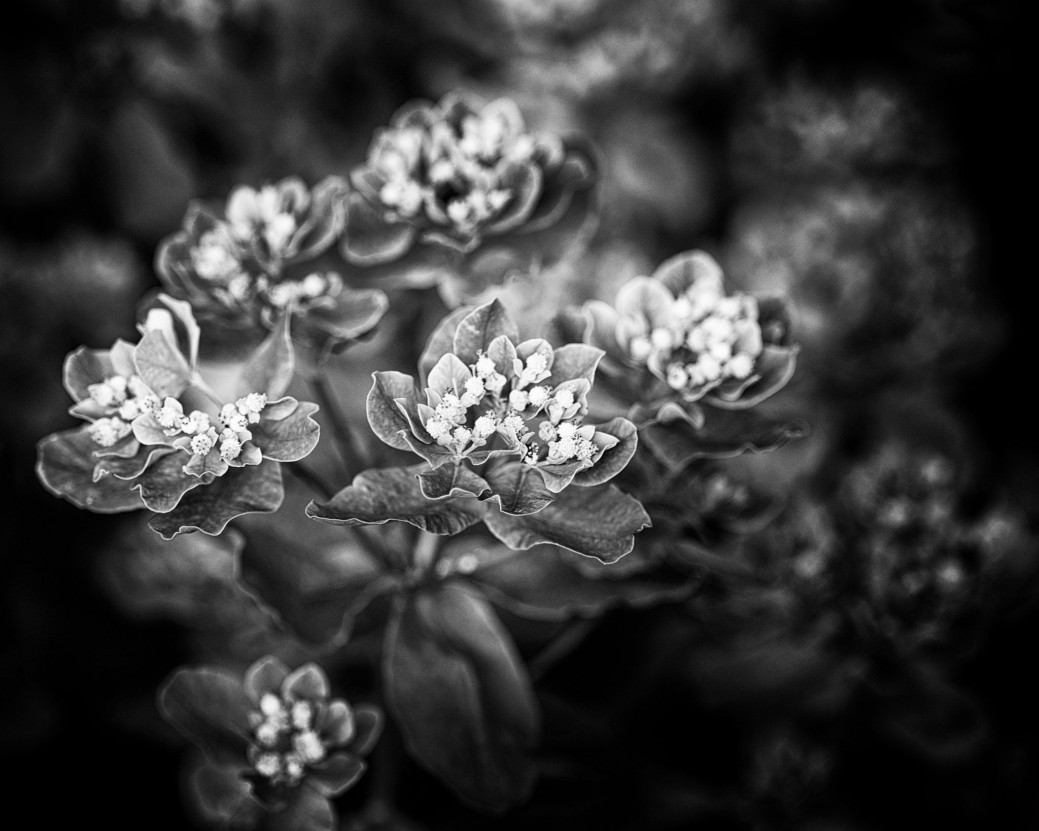 Sony a99 II sample photo. Dark garden photography