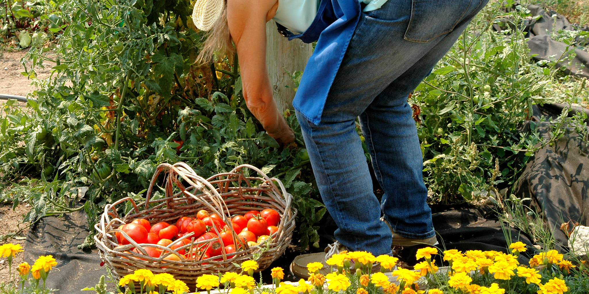 Nikon D70 sample photo. Organic tomatoes. photography