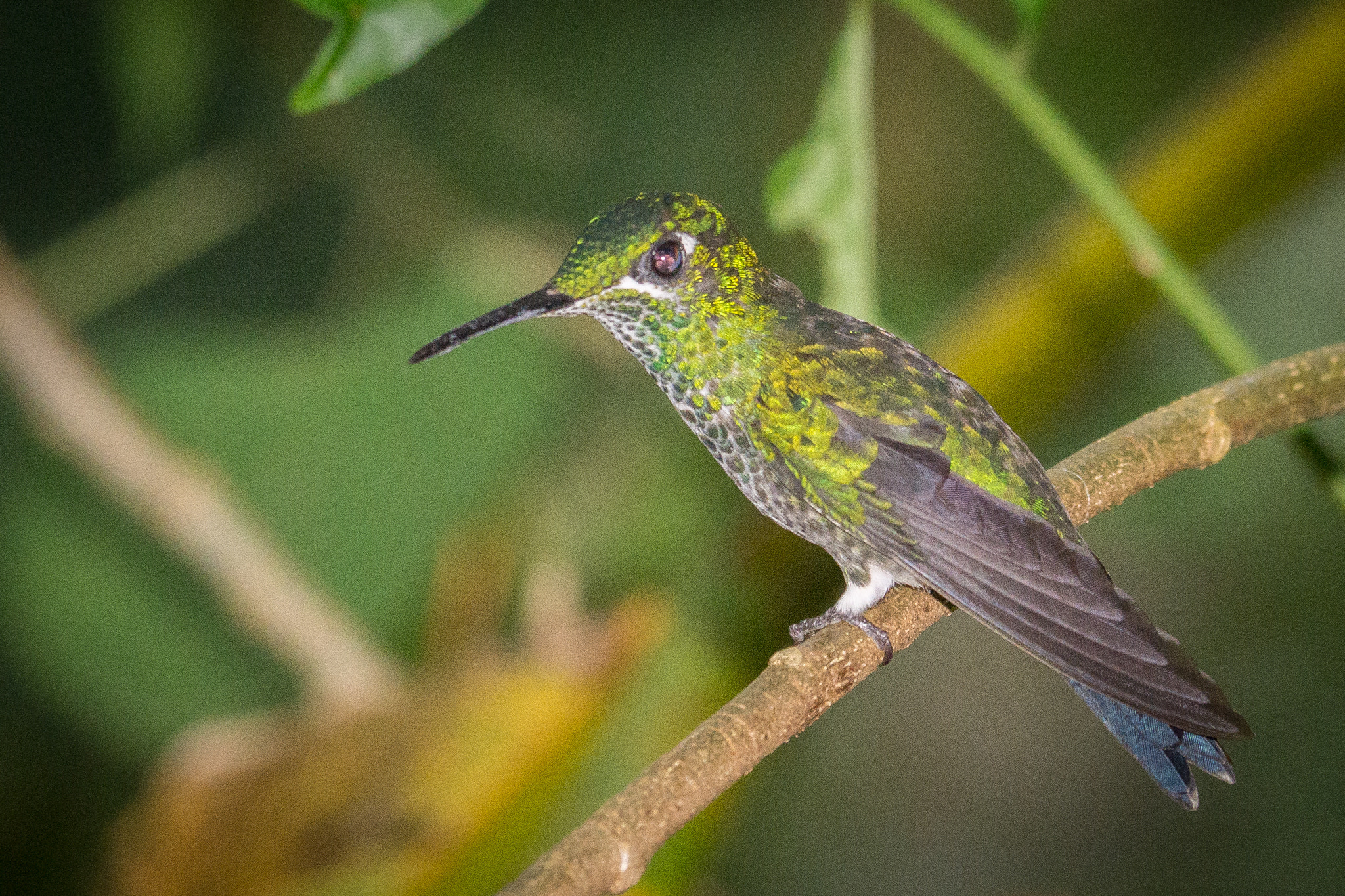 Panasonic Lumix DMC-GH3 sample photo. Costa rica photography