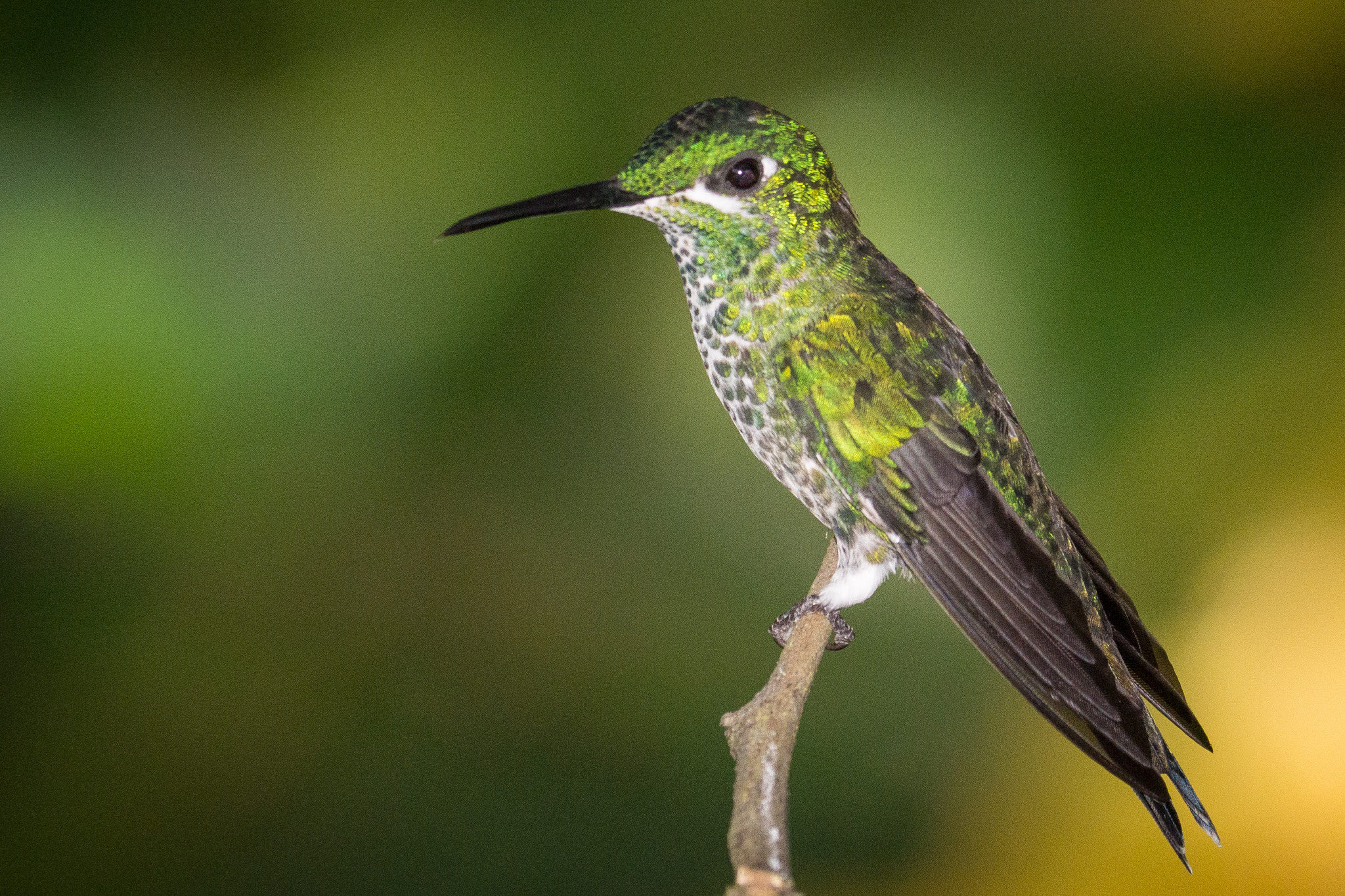 Panasonic Lumix DMC-GH3 sample photo. Costa rica photography