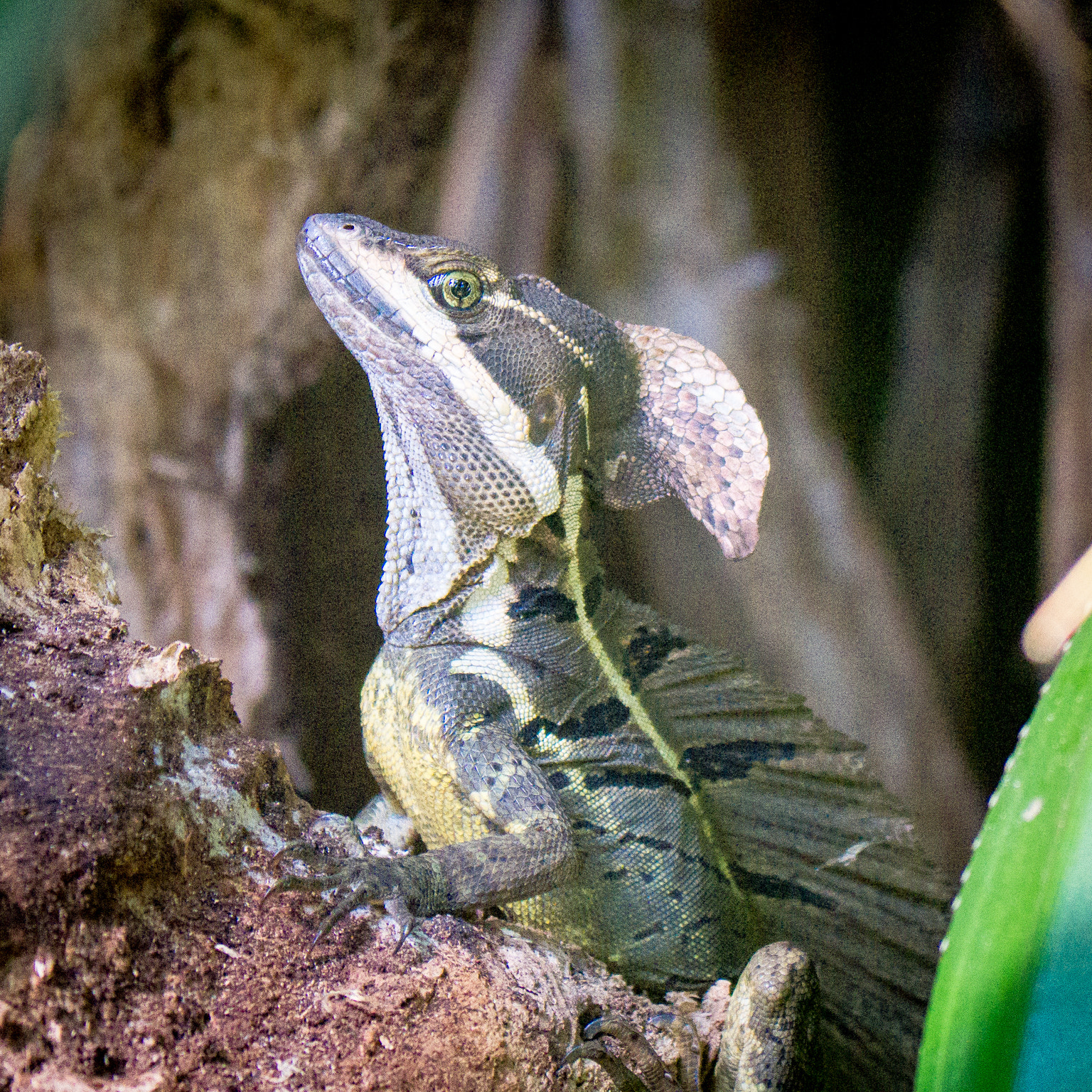 Panasonic Lumix DMC-GH3 sample photo. Costa rica photography