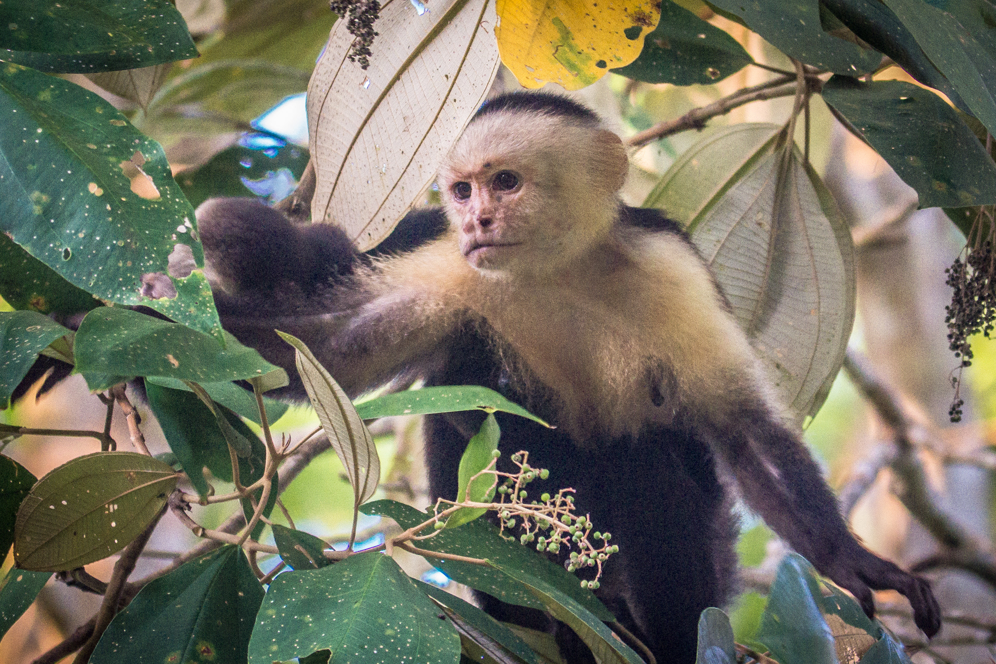 Panasonic Lumix DMC-GH3 sample photo. Costa rica photography