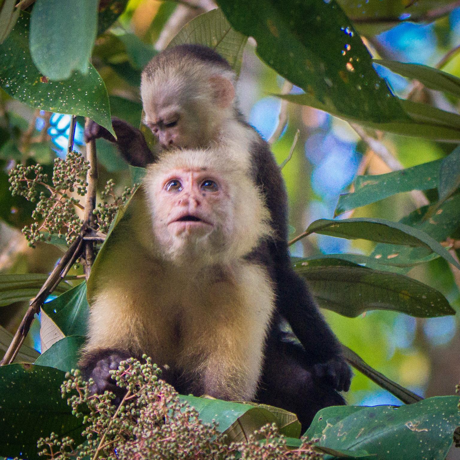 Panasonic Lumix DMC-GH3 sample photo. Costa rica photography