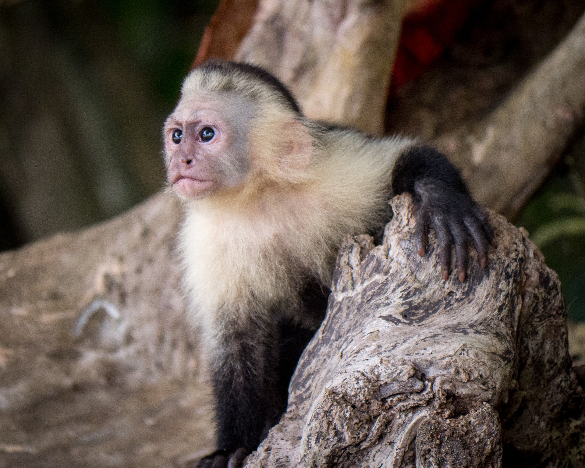 Panasonic Lumix DMC-GH3 sample photo. Costa rica photography