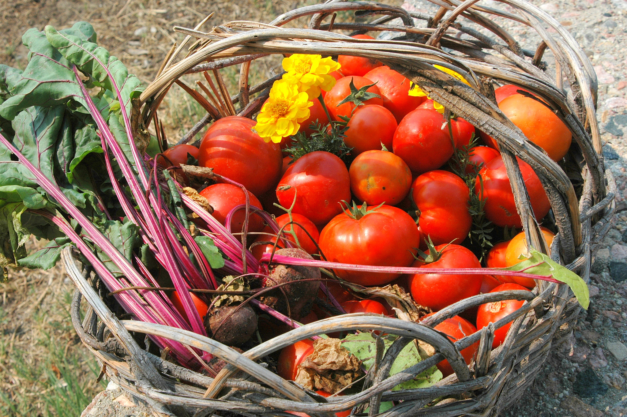 Nikon D70 sample photo. Organic tomatoes. photography