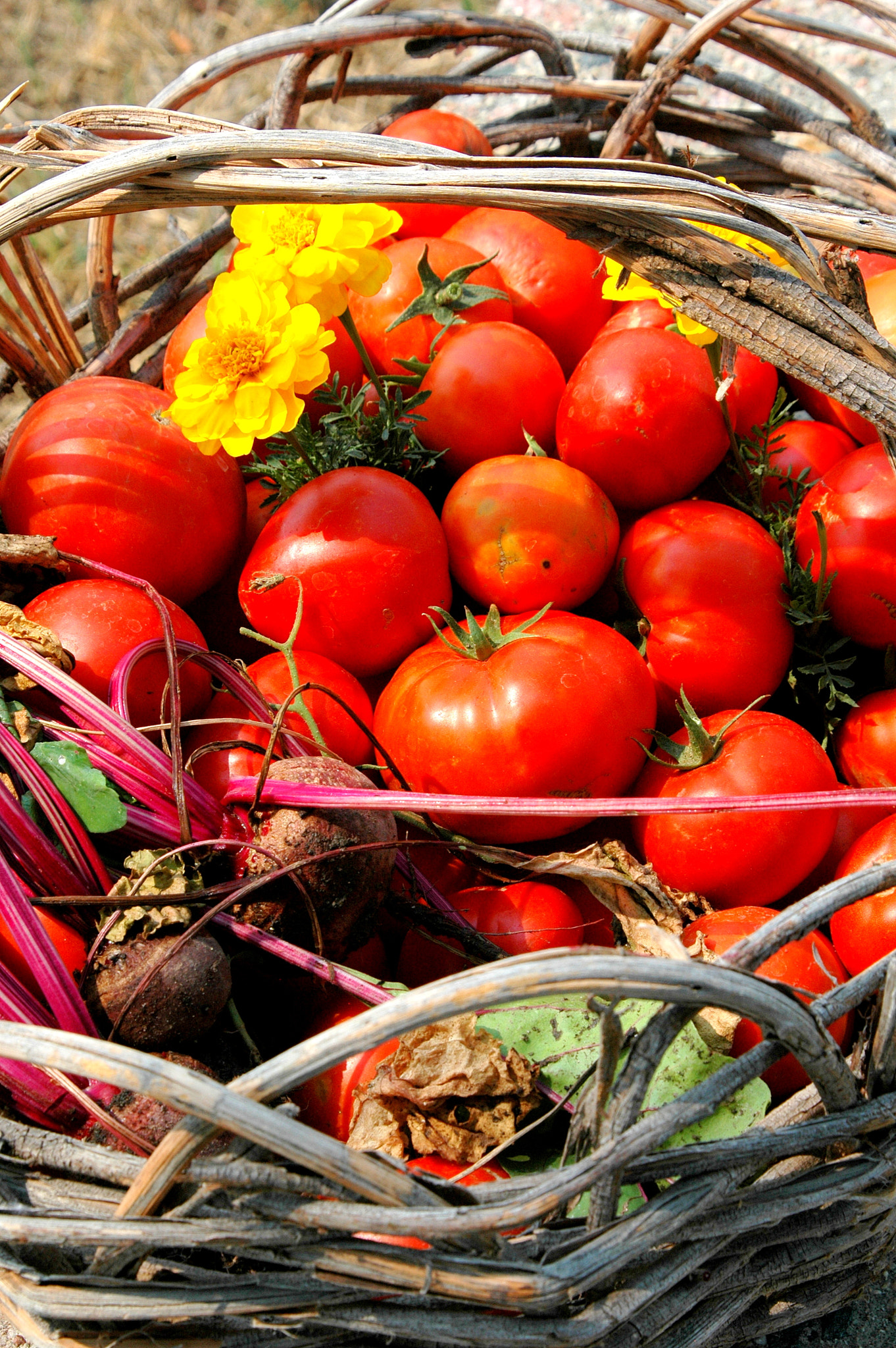 Nikon D70 sample photo. Organic tomatoes. photography