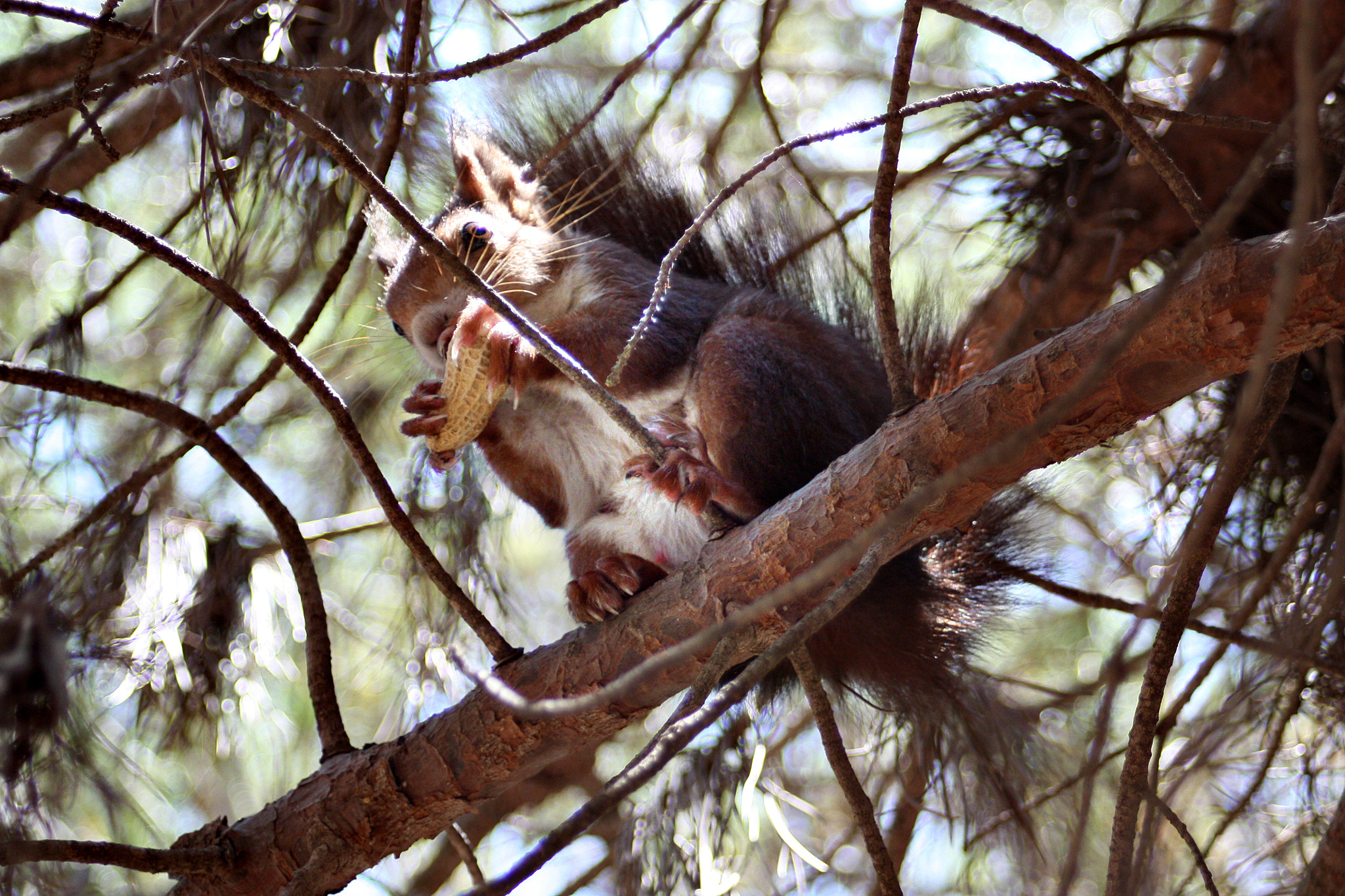 Canon EF 28-80mm f/3.5-5.6 USM IV sample photo. Squirrel photography
