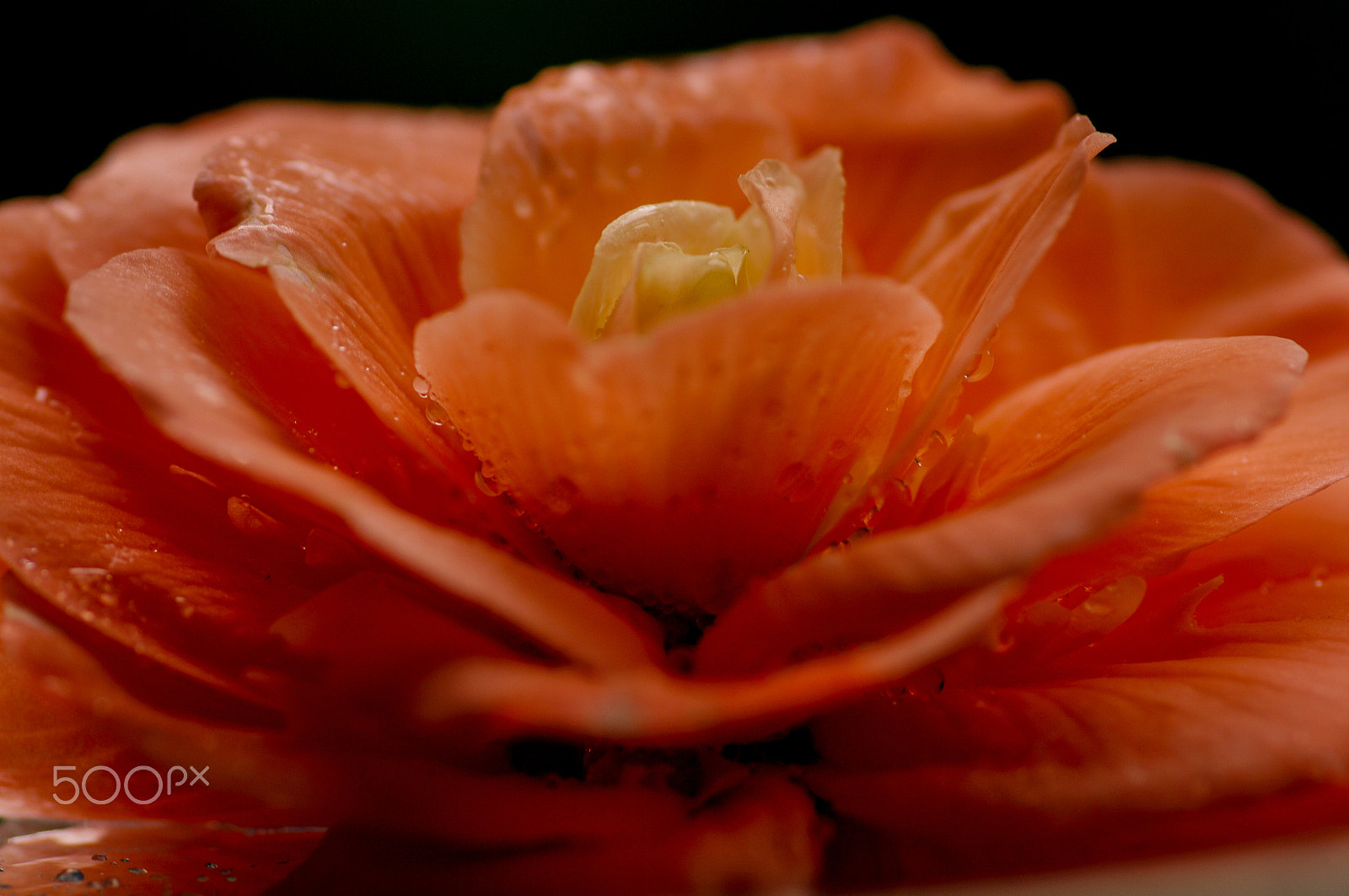 Pentax smc D-FA 100mm F2.8 Macro WR sample photo