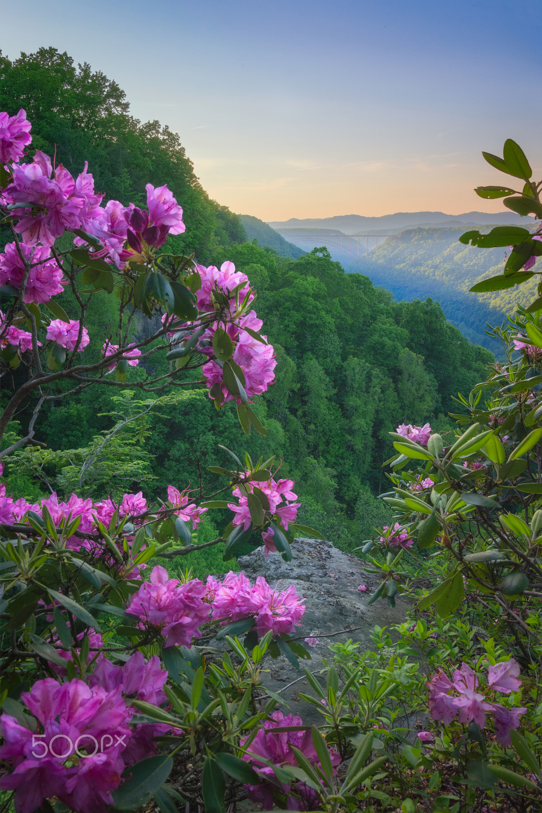 Pentax K-3 II sample photo. New river gorge in bloom photography