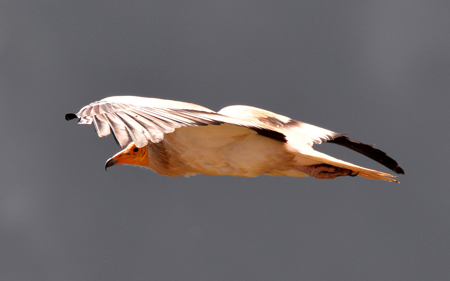 Sigma 150-600mm F5-6.3 DG OS HSM | S sample photo. Neophron percnopterus photography
